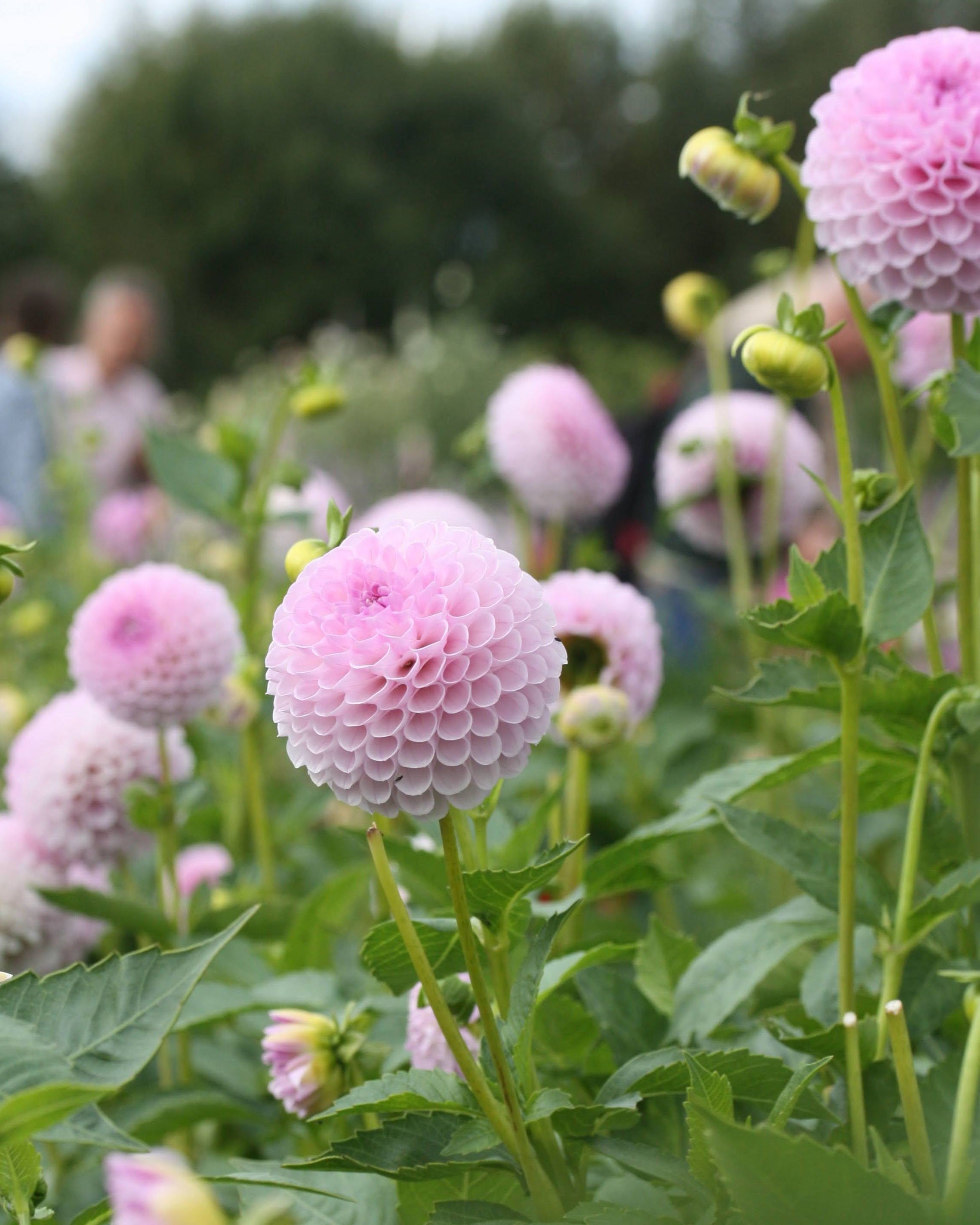 Ballgeorgine Megan Dean lys lavendel - georgine knoller snittblomst