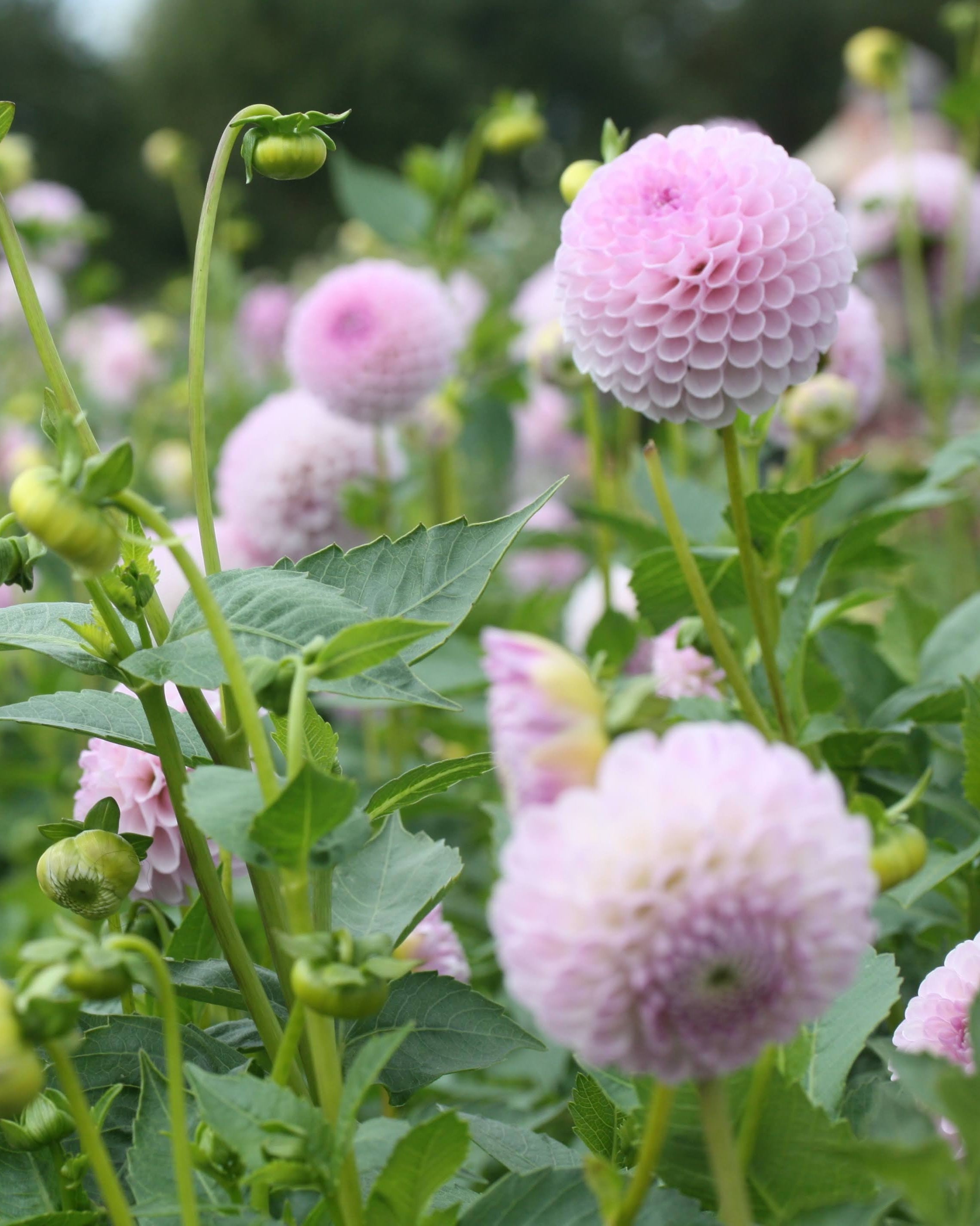 Georgine Megan Dean ballgeorgine lys lavendel i hagen
