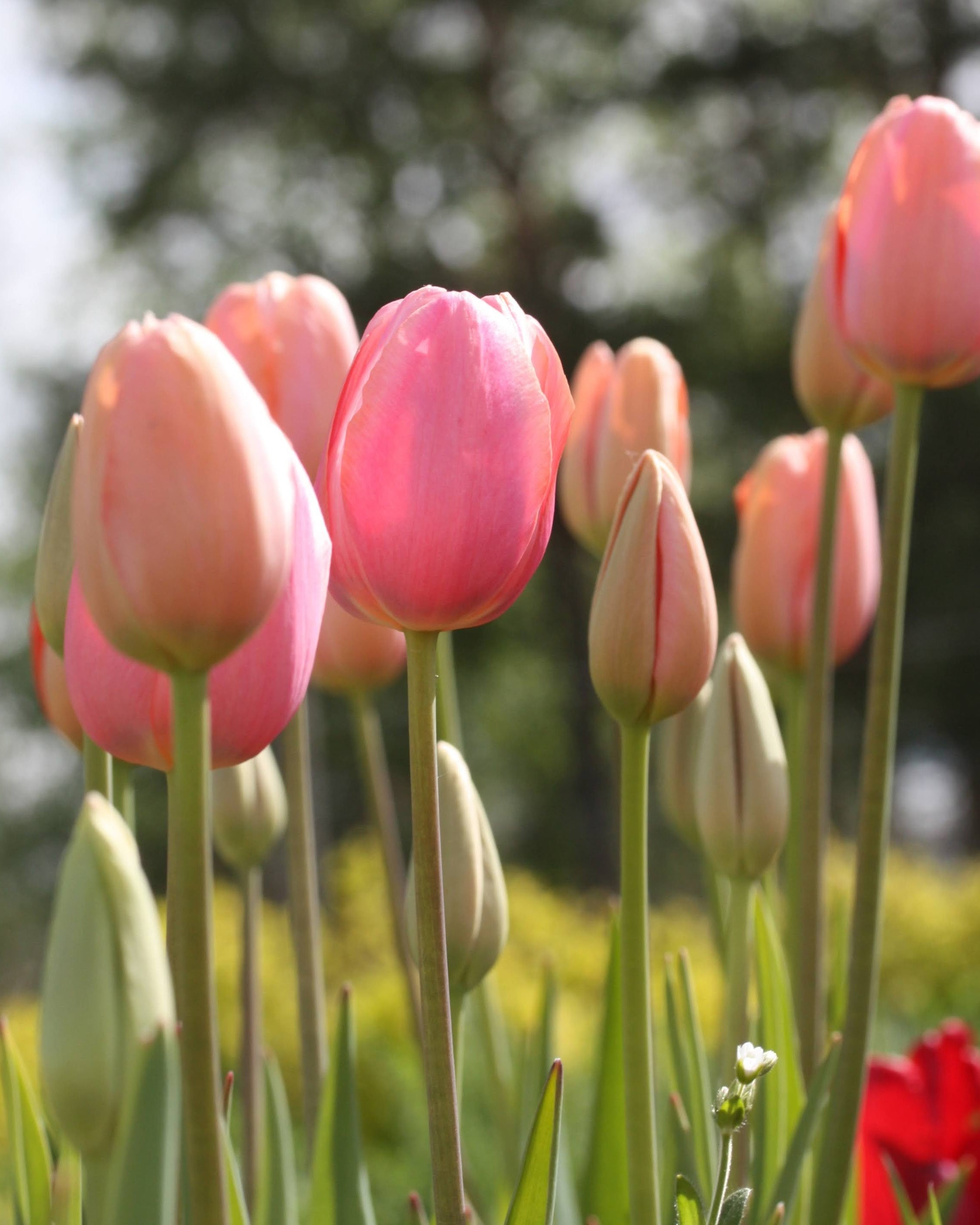 Tulipan Menton – nærbilde av store korallrosa kronblad med varme rosanyanser