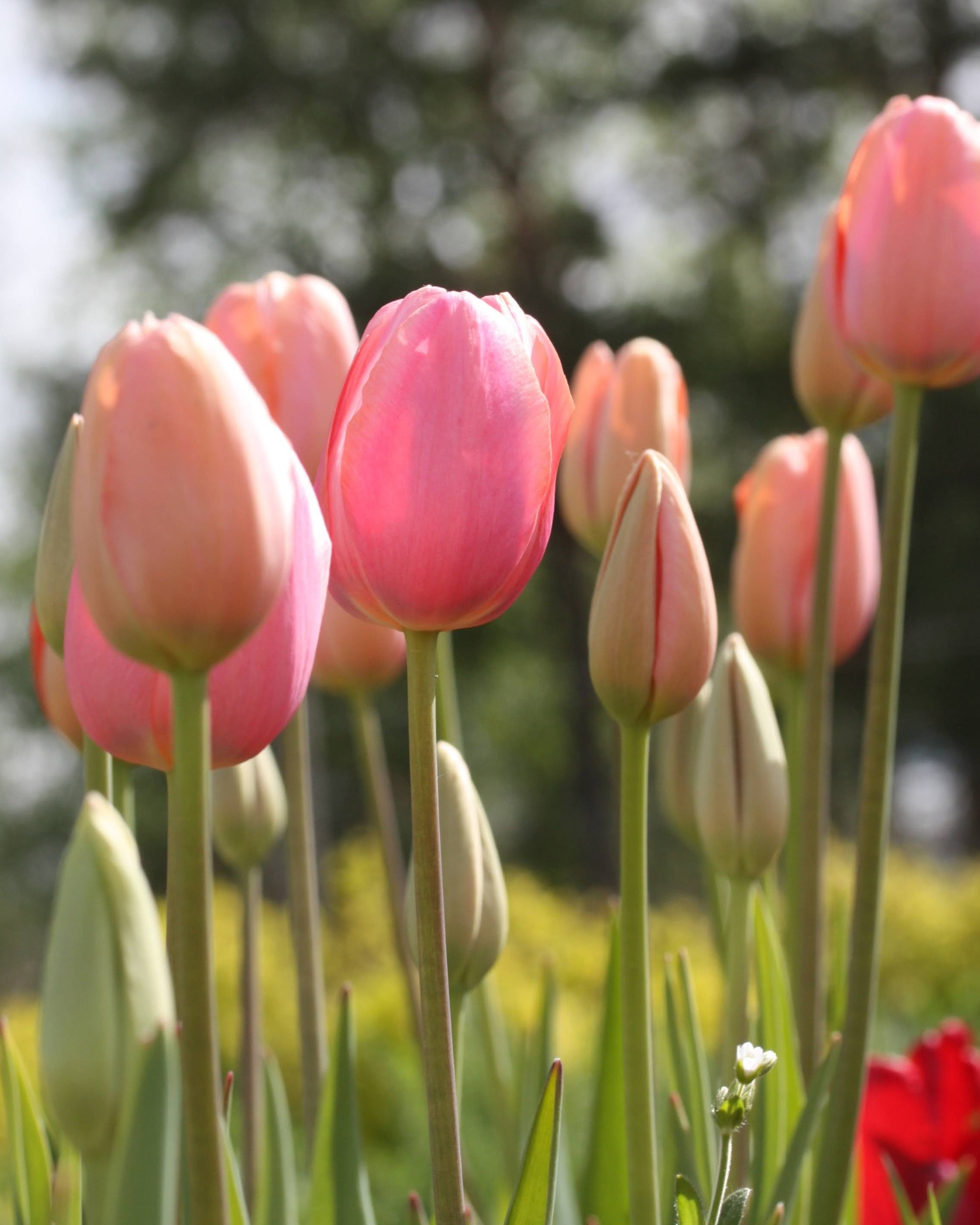 Tulipan Menton – nærbilde av store korallrosa kronblad med varme rosanyanser