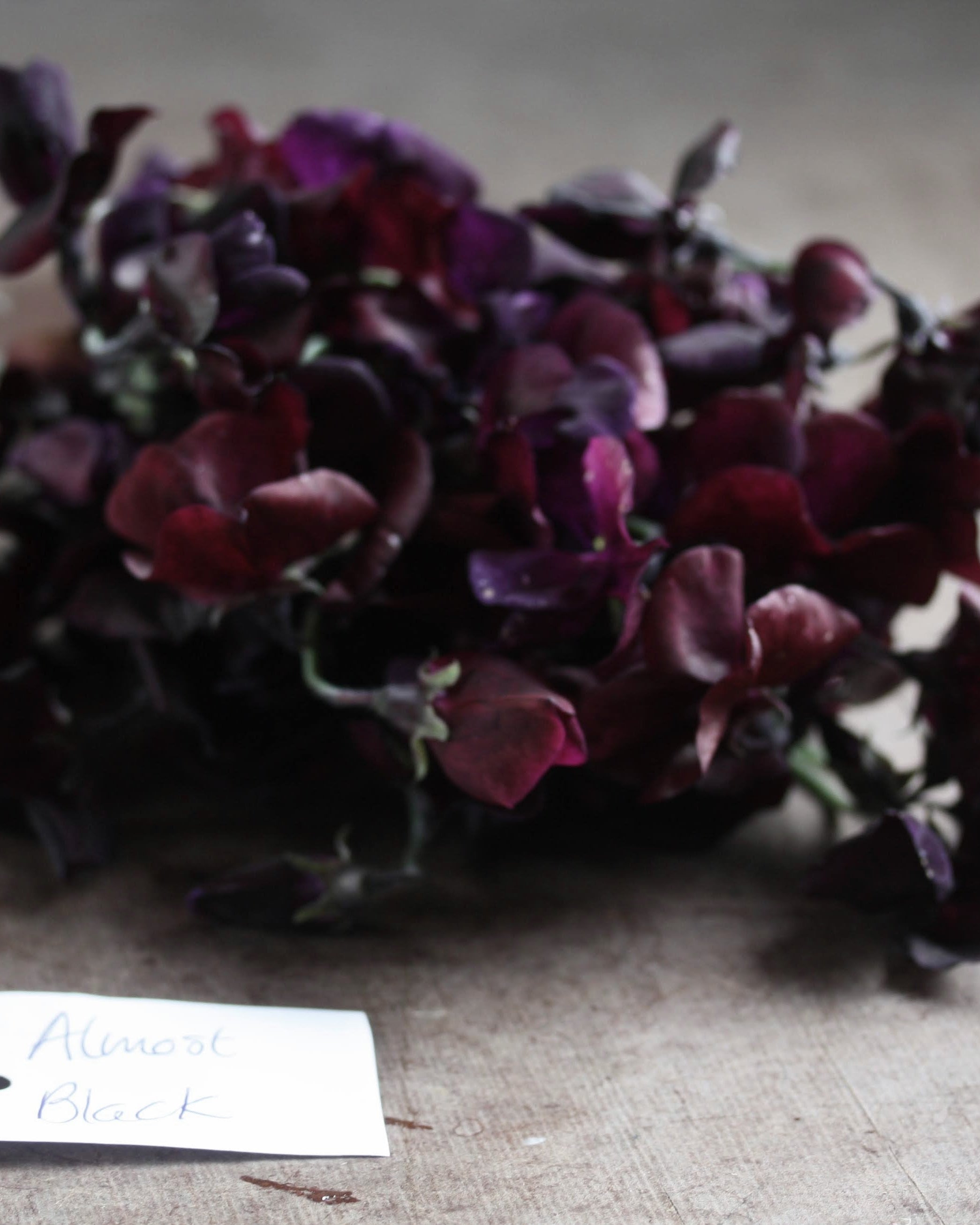 Erteblomst Almost Black som snittblomst i vase