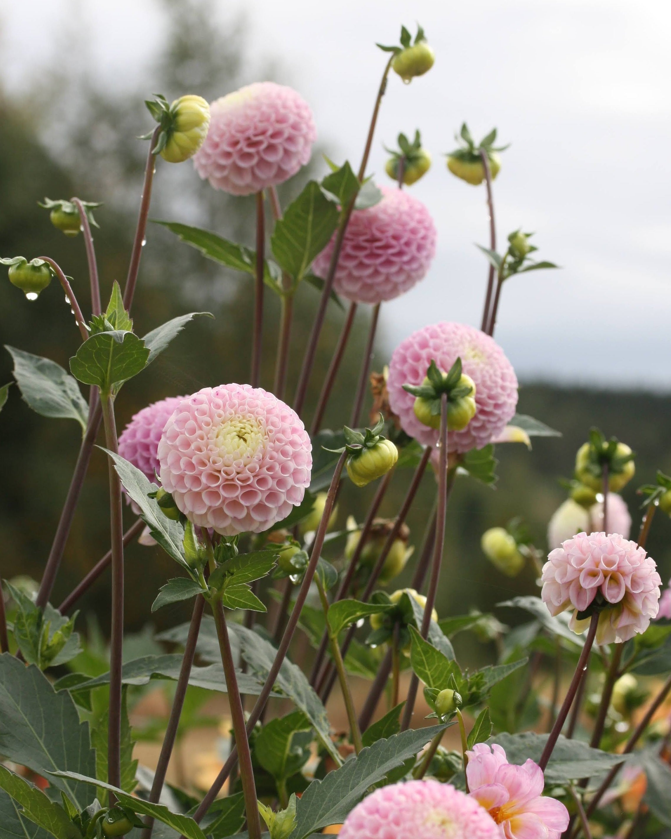 Georgine Maaike knoller - dekorativ georgine snittblomst