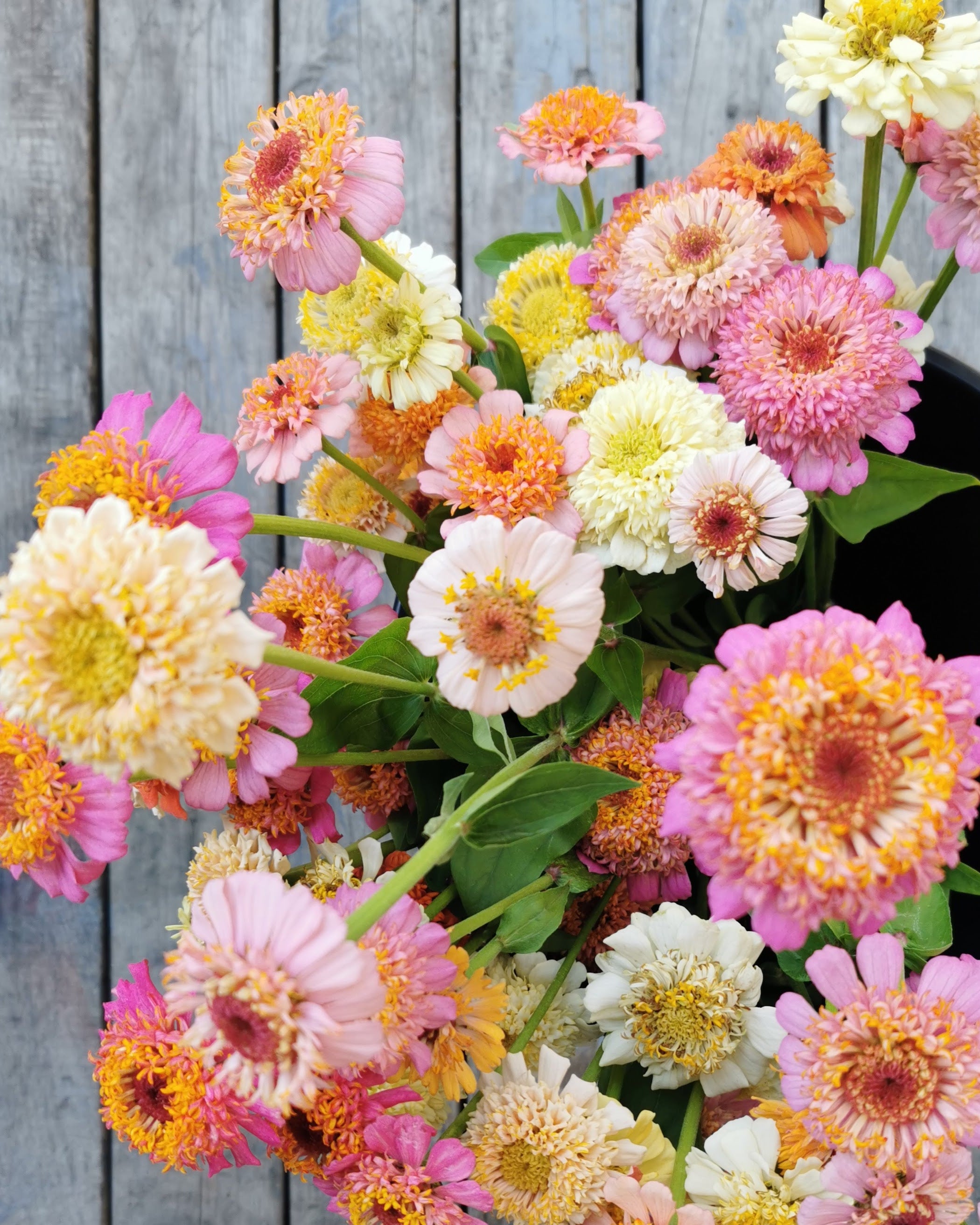 Zinnia Peaches & Cream i varme pastellfarger perfekt til sensommerbuketter