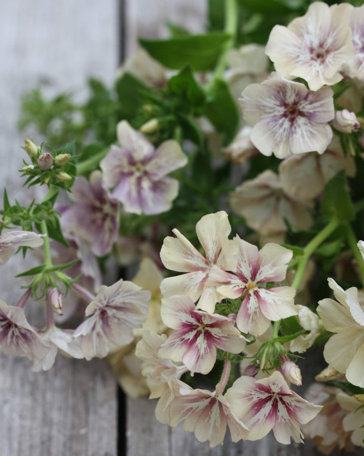 Sommerfloks Creme Brulee – små blomster i lys karamell, krem og støvet rosa, ettårig floks ca. 40–50 cm høy