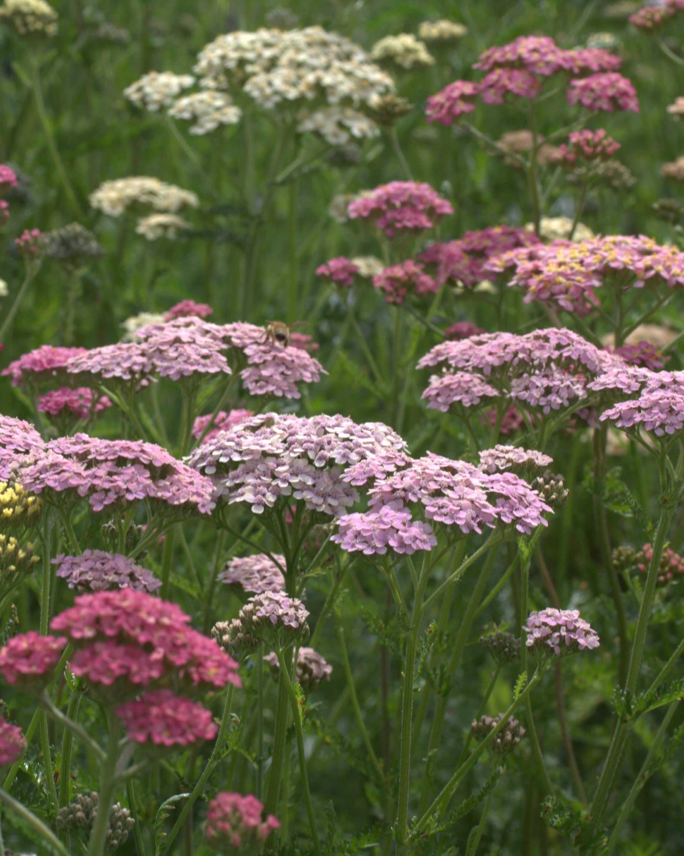Bakkeryllik Summer Pastels frø fra Blomsterhagen