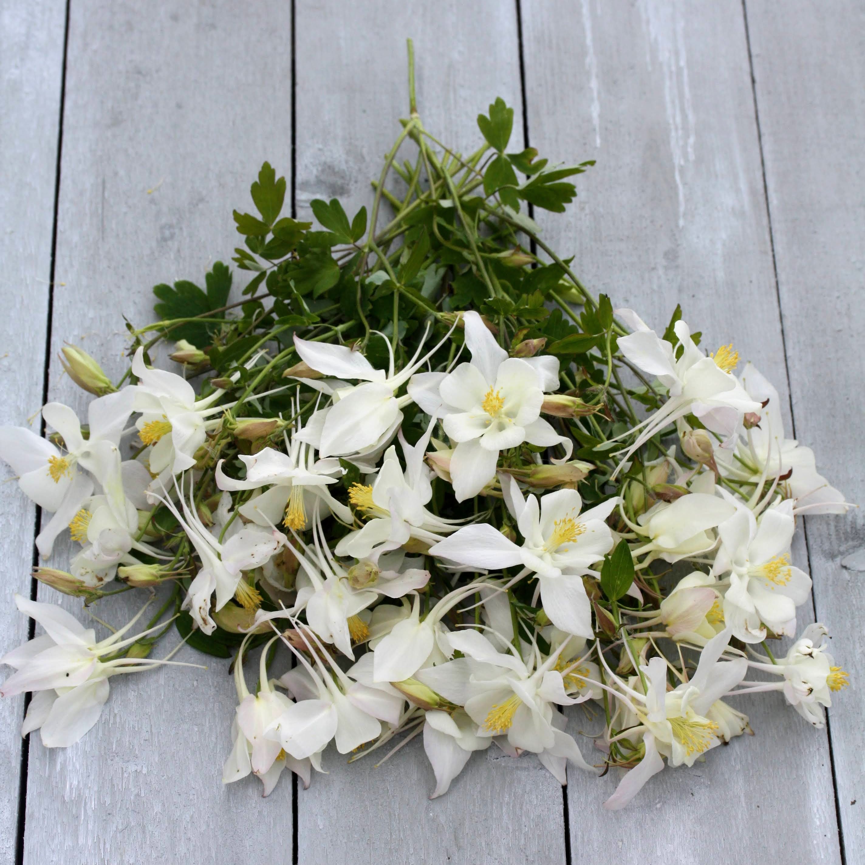 Hvit akeleie Alaska blomst detalj