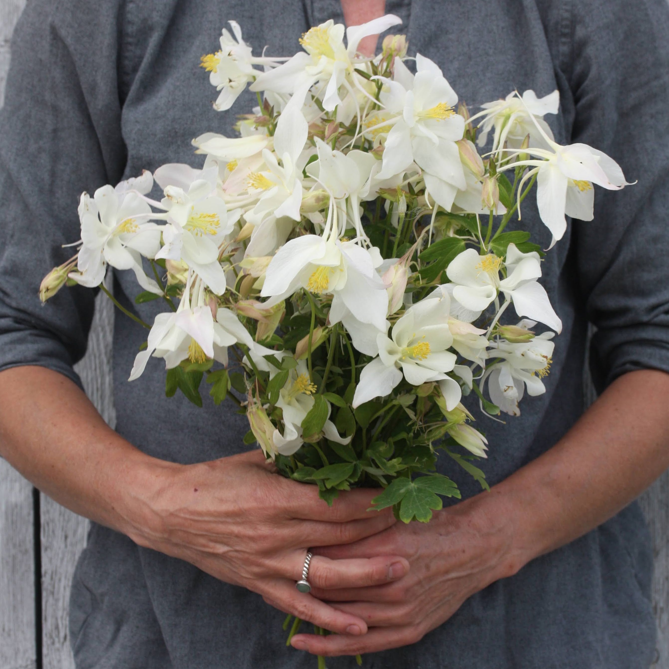 Akeleie Alaska - hvit flerårig akeleie med store blomster i hagen