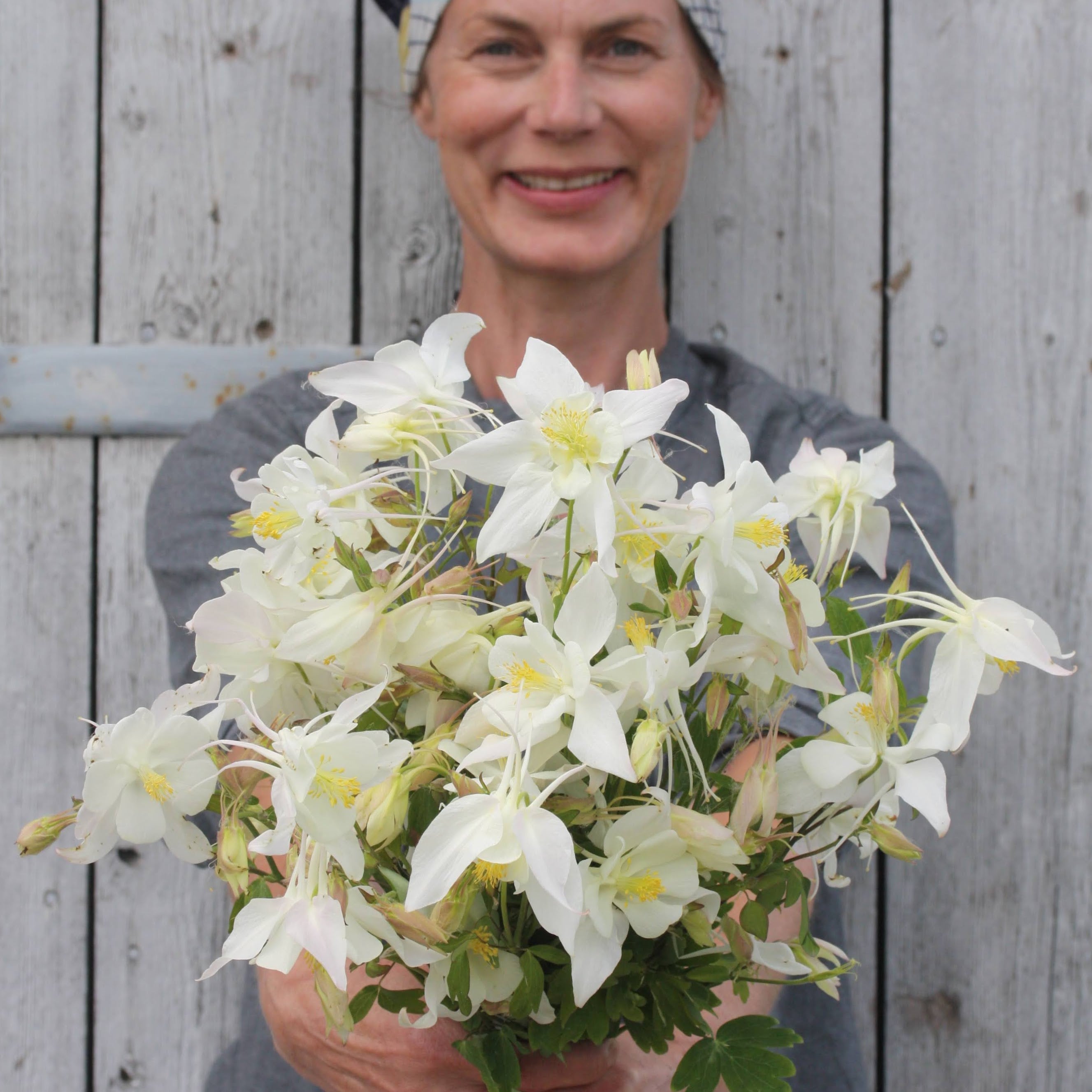 Akeleie Alaska hvit bonnet blomst nærbilde