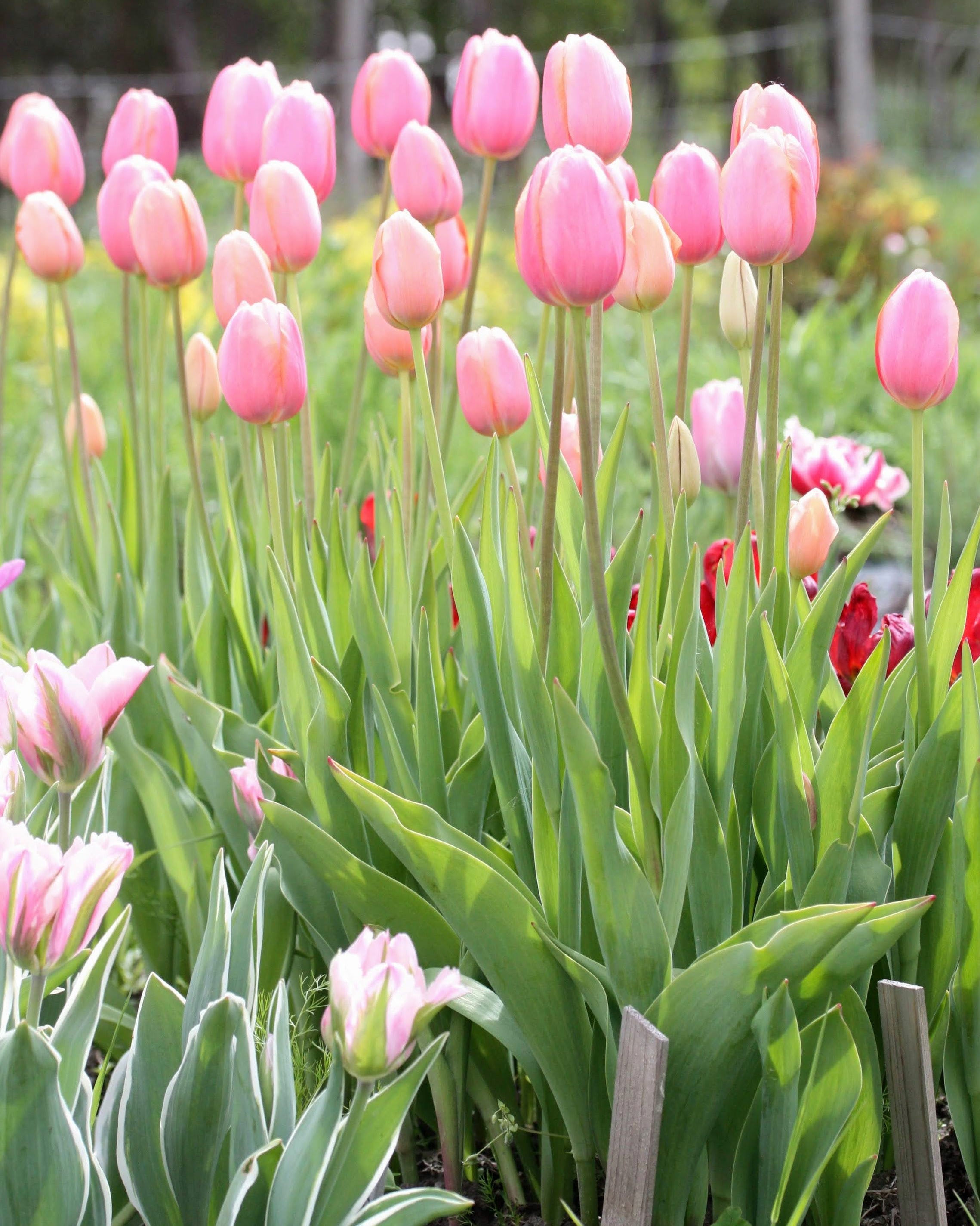 Tulipan Menton – fullt åpen Menton-tulipan med rike korallrosa toner, høyde ca. 60–70 cm