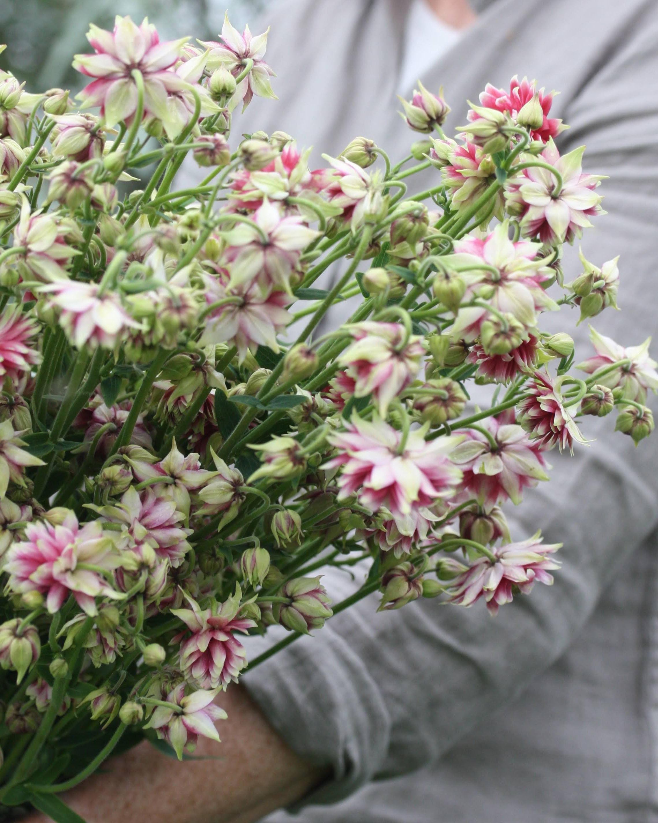 Akeleie Nora Barlow med doble rosa og hvite blomster i full blomstring