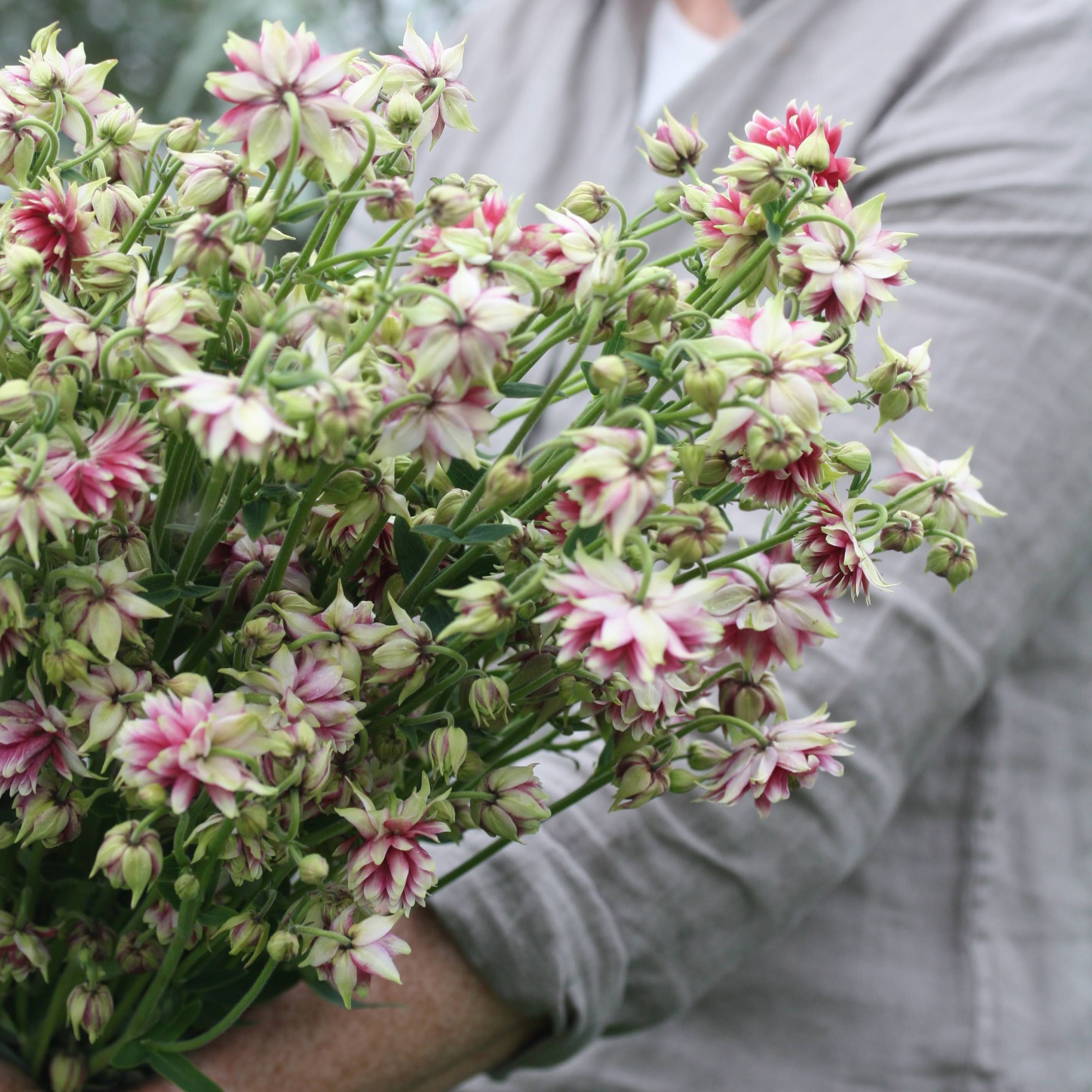 Akeleie Nora Barlow med doble rosa og hvite blomster i full blomstring