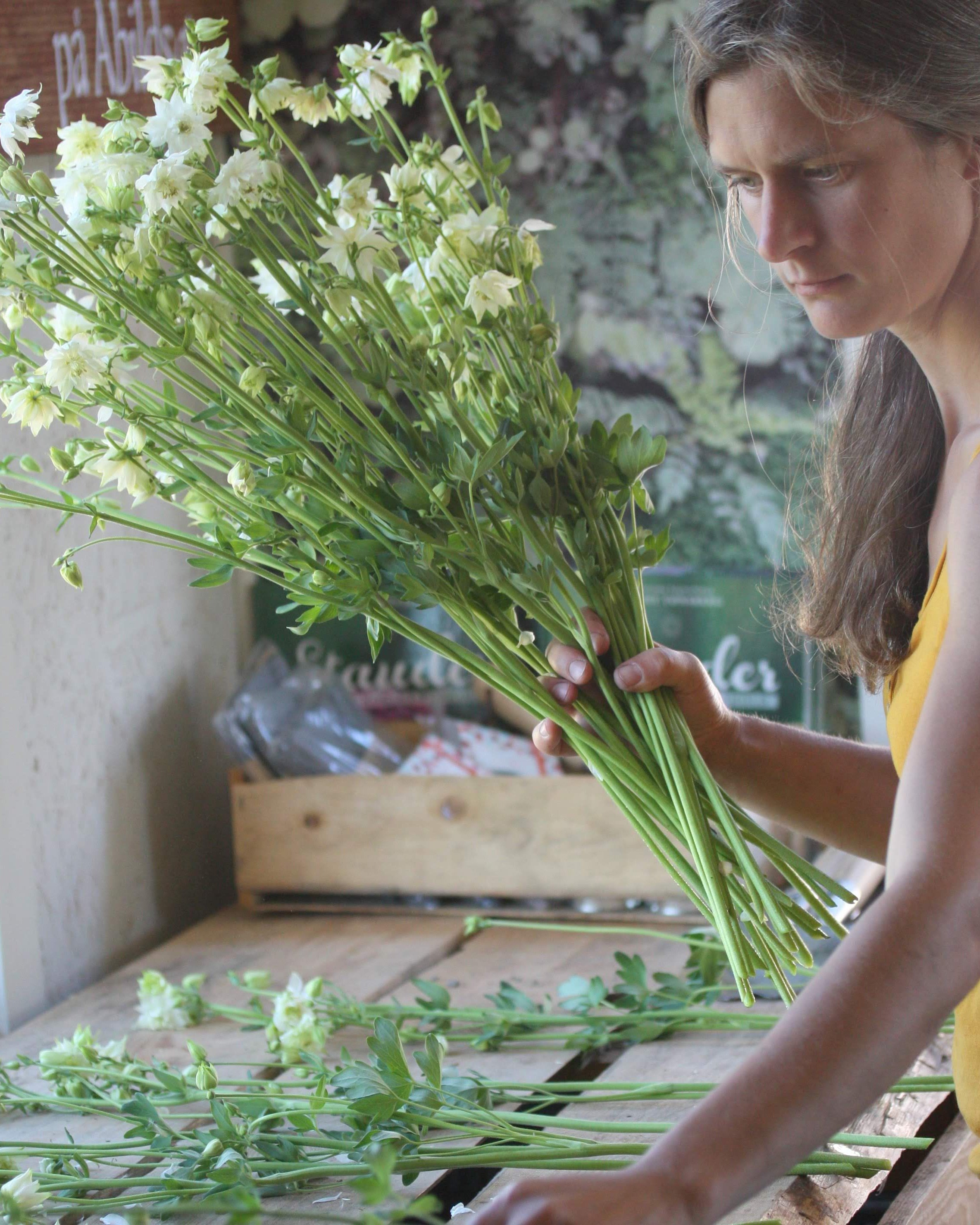 Akeleie Green Apples flerårig blomst perfekt som snittblomst