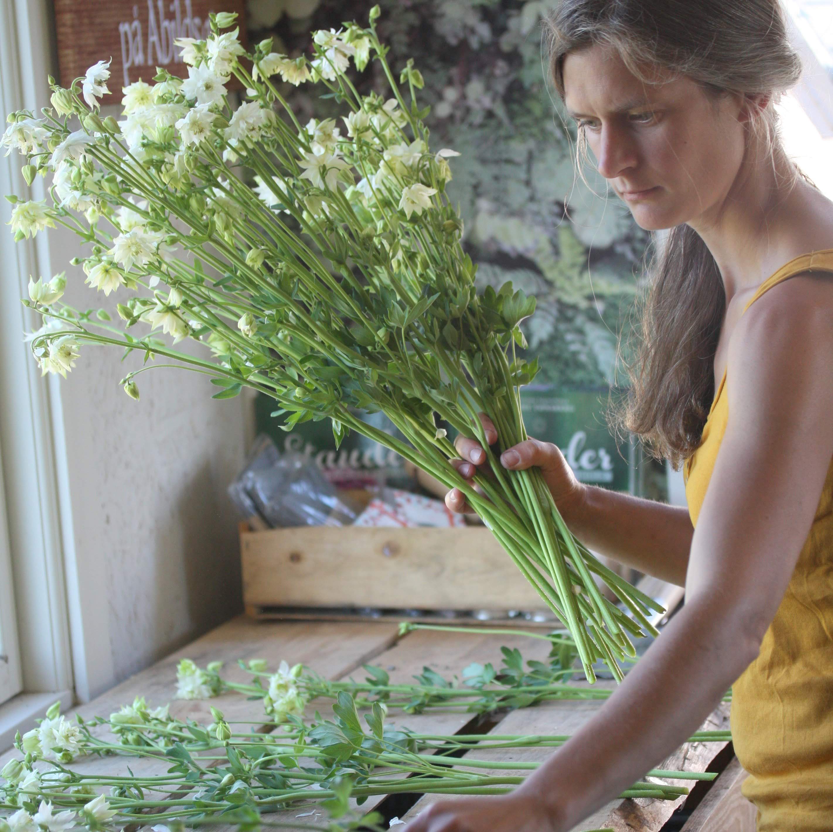 Akeleie Green Apples flerårig blomst perfekt som snittblomst