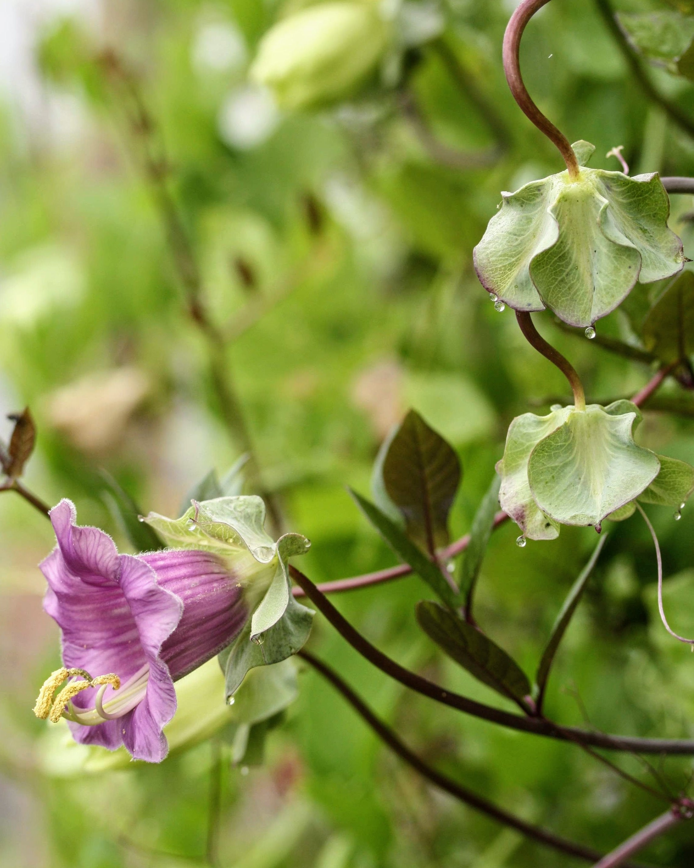 Klokkeranke Blå - klatreplante med frodig grønt bladverk og blomster