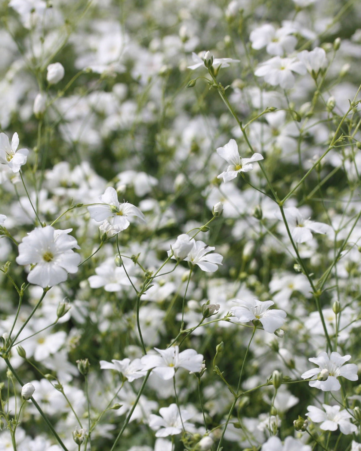 Brudeslør Covent Garden Market – lett og naturlig ettårig brudeslør med luftige hvite blomsterskyer, raskt fra frø