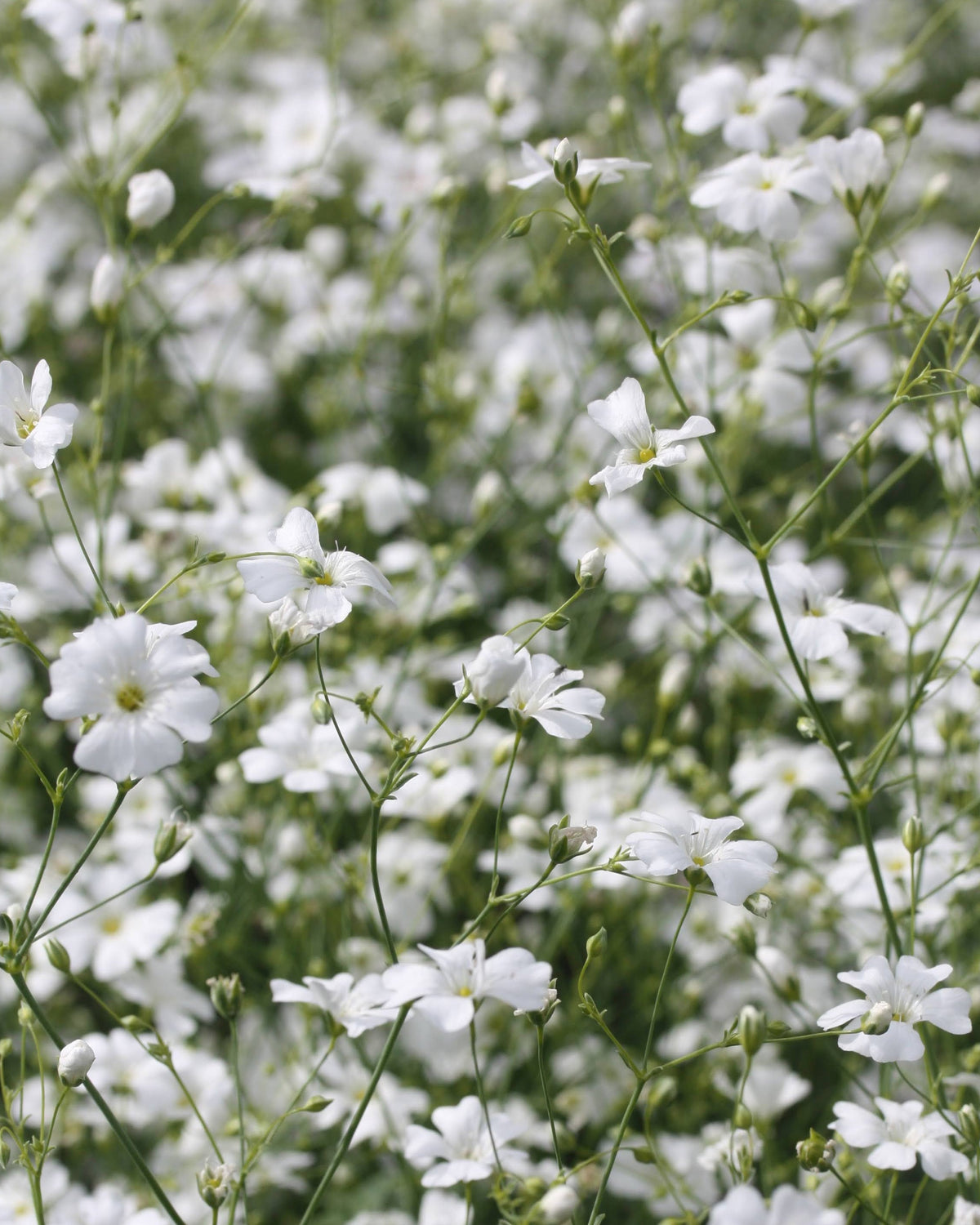 Brudeslør Covent Garden Market – lett og naturlig ettårig brudeslør med luftige hvite blomsterskyer, raskt fra frø