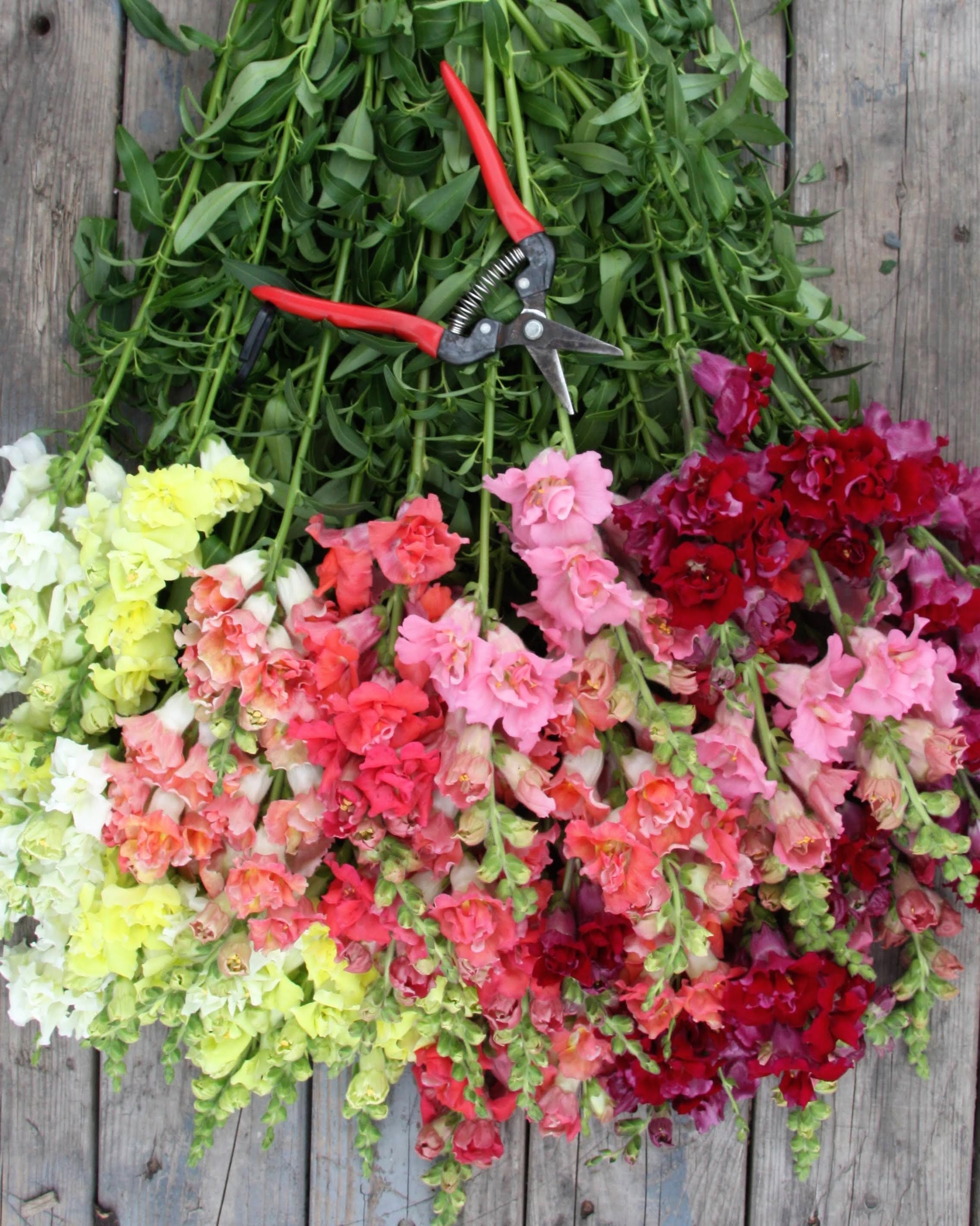 Løvemunn Madam Butterfly miks - nærbilder av fylte løvemunnblomster i varierte farger