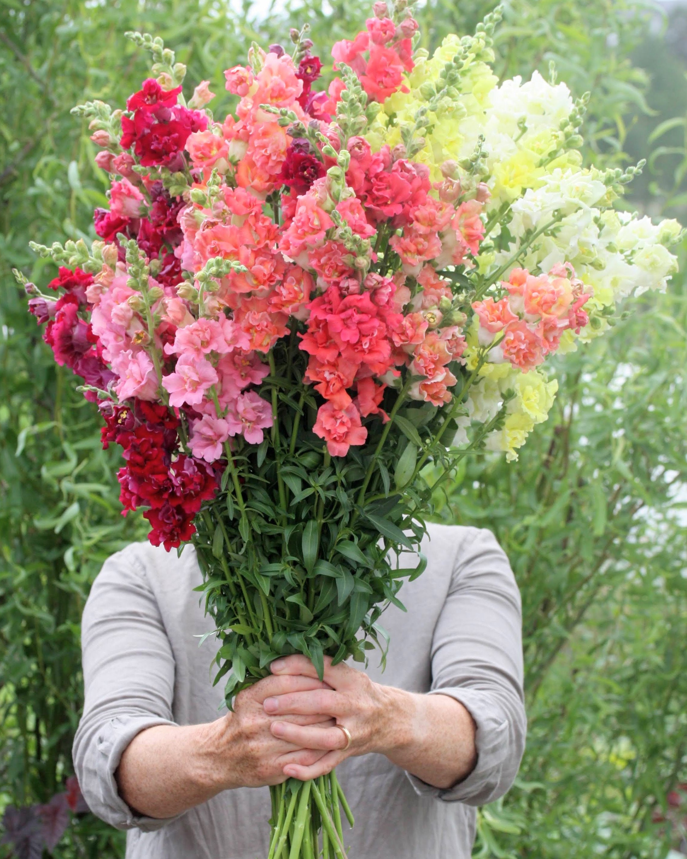 Løvemunn Madam Butterfly miks - fargerike fylte blomster i rosa, gule og hvite nyanser