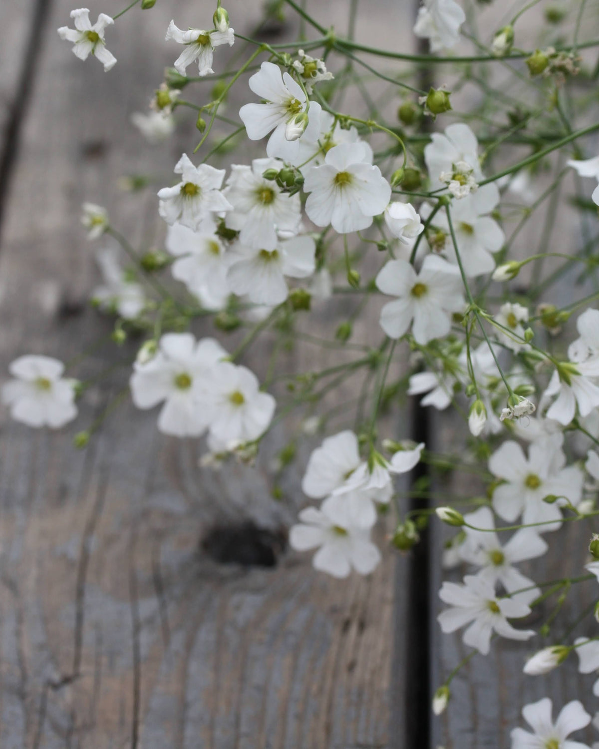 Brudeslør Covent Garden Market – klassisk hvit fyllblomst med florlett uttrykk, perfekt i brudebukett og oppsats