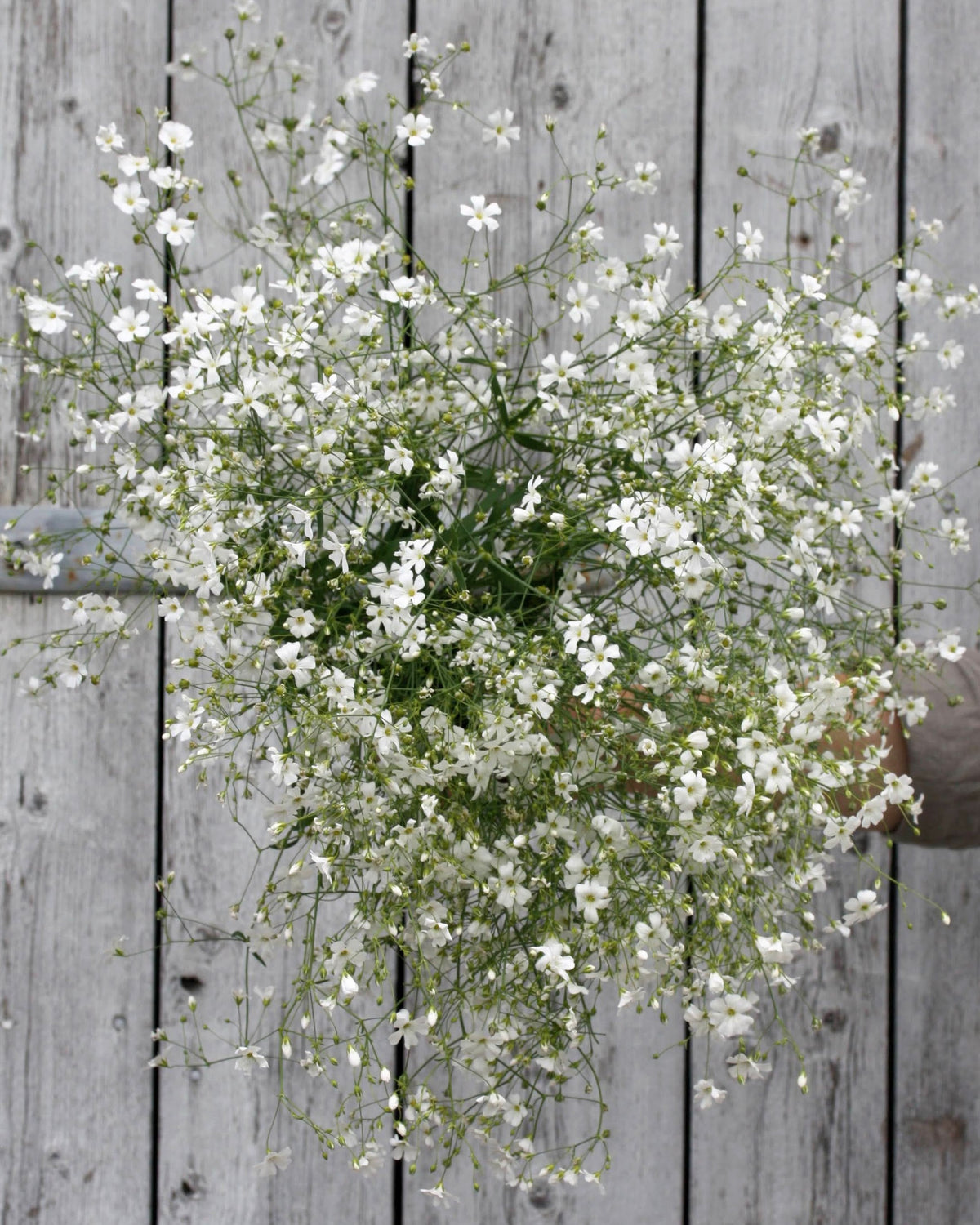 Brudeslør Covent Garden Market – ettårig brudeslør med fine forgrenede stengler og et hav av små hvite blomster