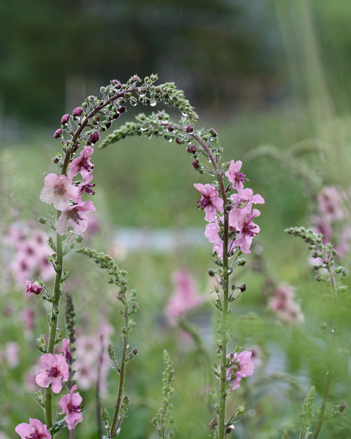 Kongslys Southern Charm – mykt fargerike blomsterspir med mørke knopper og purpurfarget midtpunkt