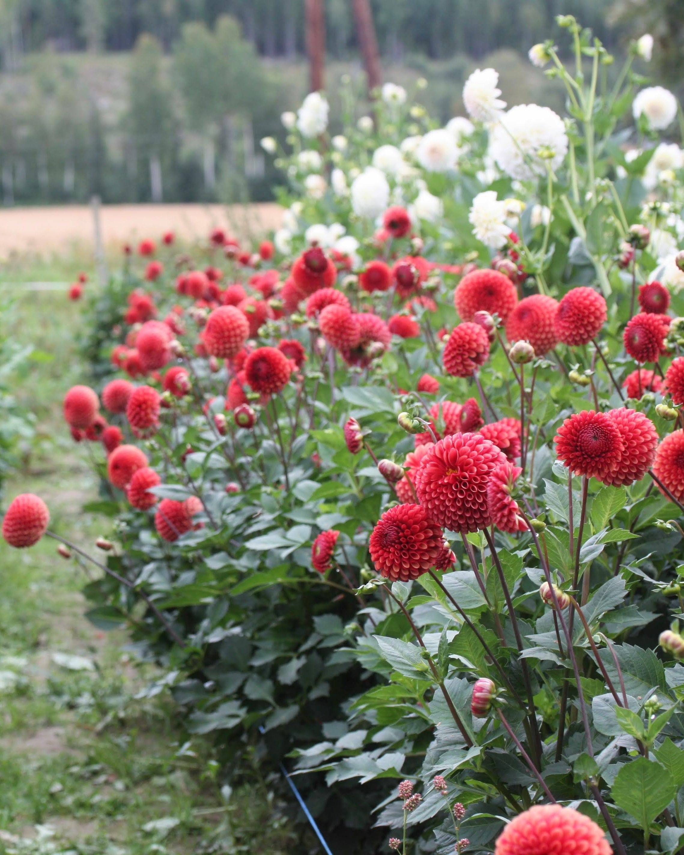 Copper Boy georgine - sidebilde som viser blomstens form og struktur