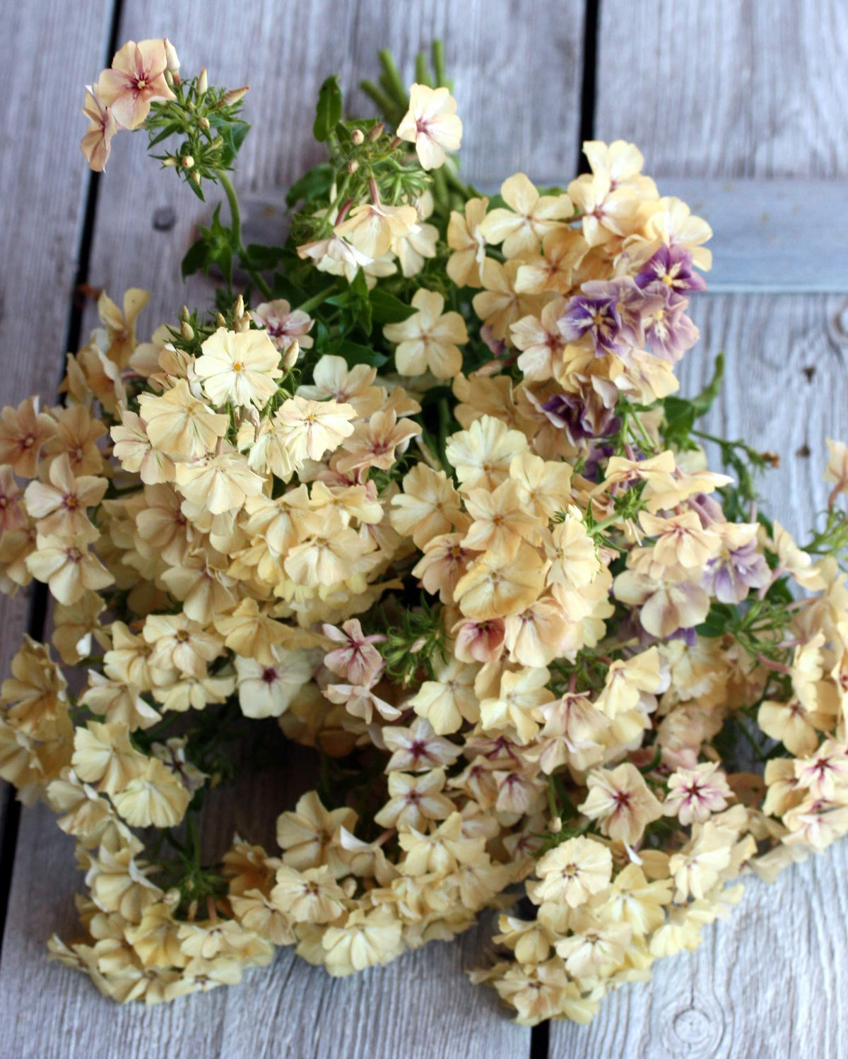 Sommerfloks Creme Brulee – dempet karamell- og kremfarget sommerfloks med nydelig blomsterduft