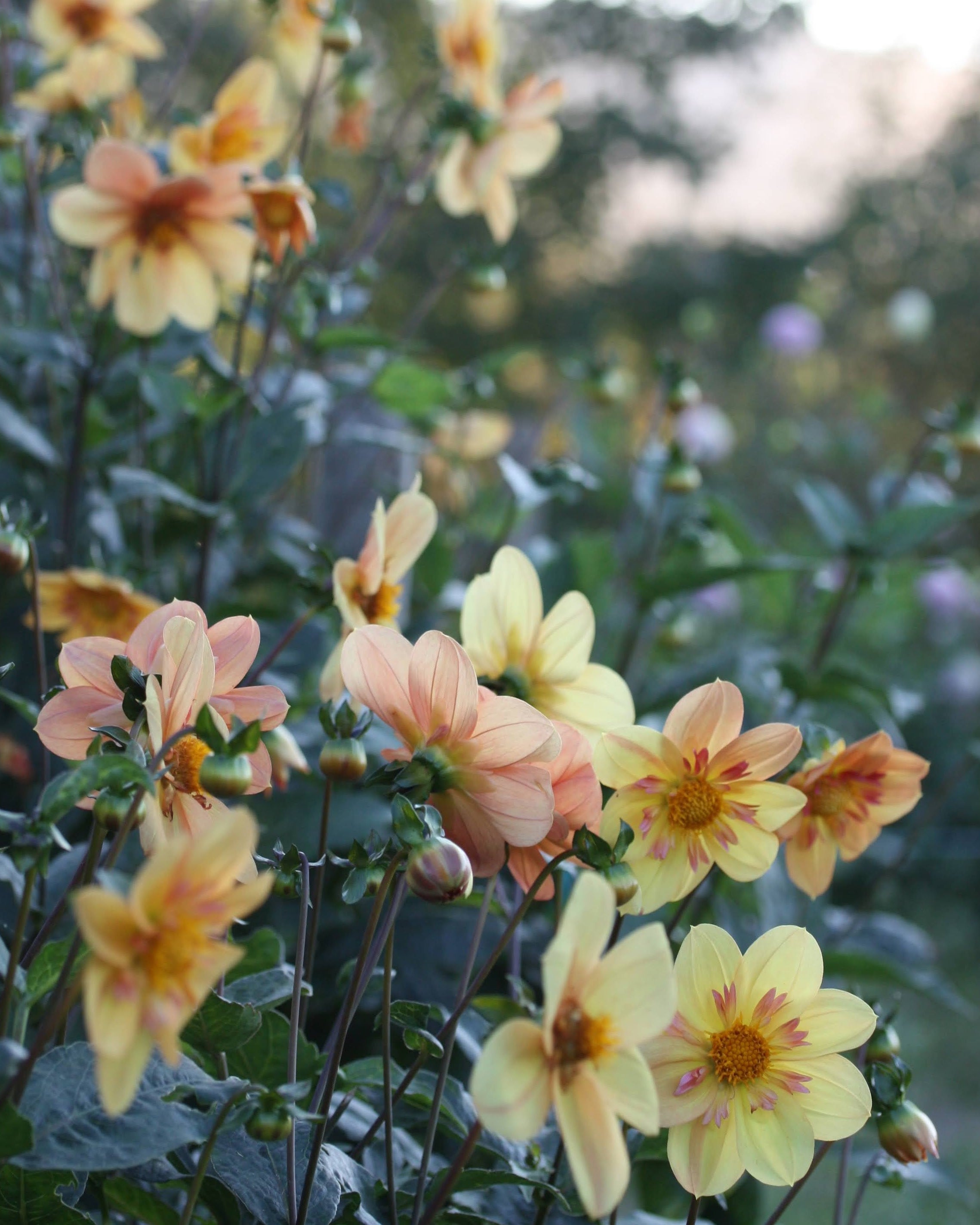 Georgine Kelsey Annie Joy i full blomst med gylne collarette-kronblad