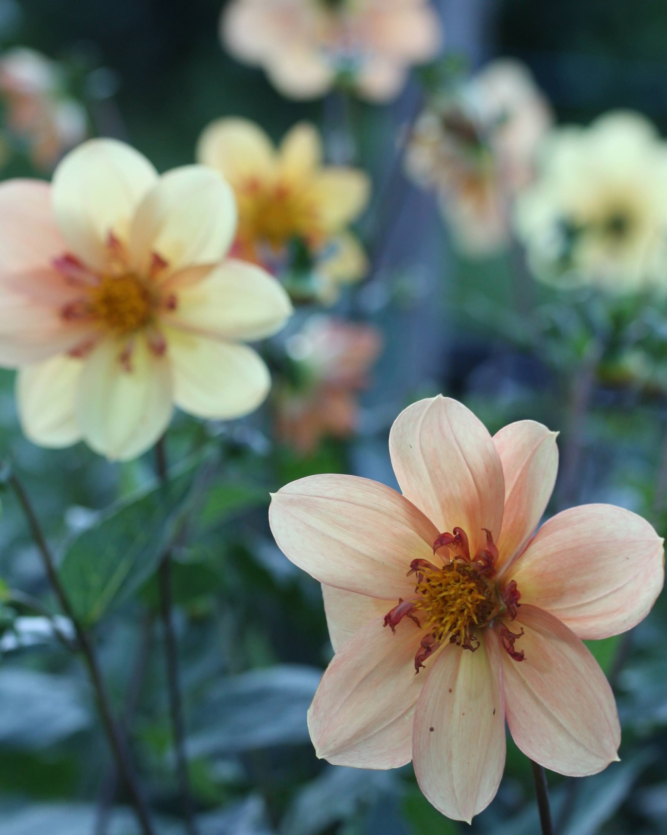 Nærbilde av Kelsey Annie Joy collarette-georgine med vakre gylne nyanser