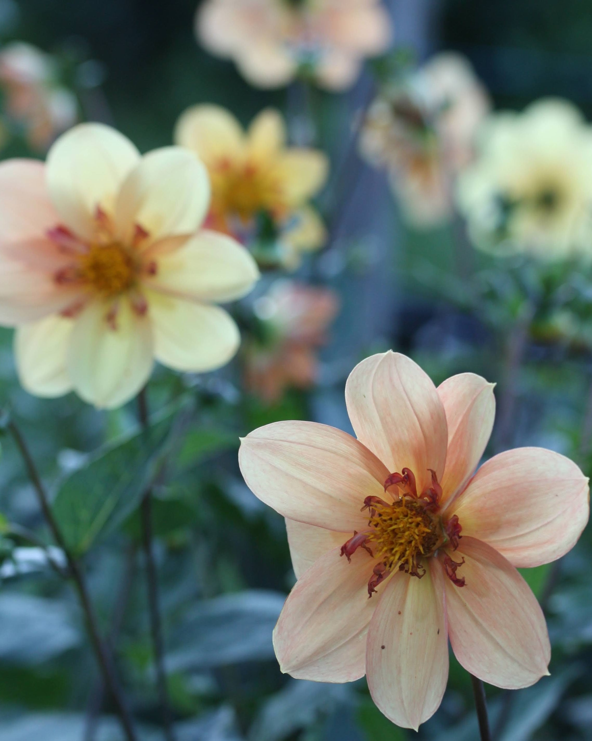 Nærbilde av Kelsey Annie Joy collarette-georgine med vakre gylne nyanser