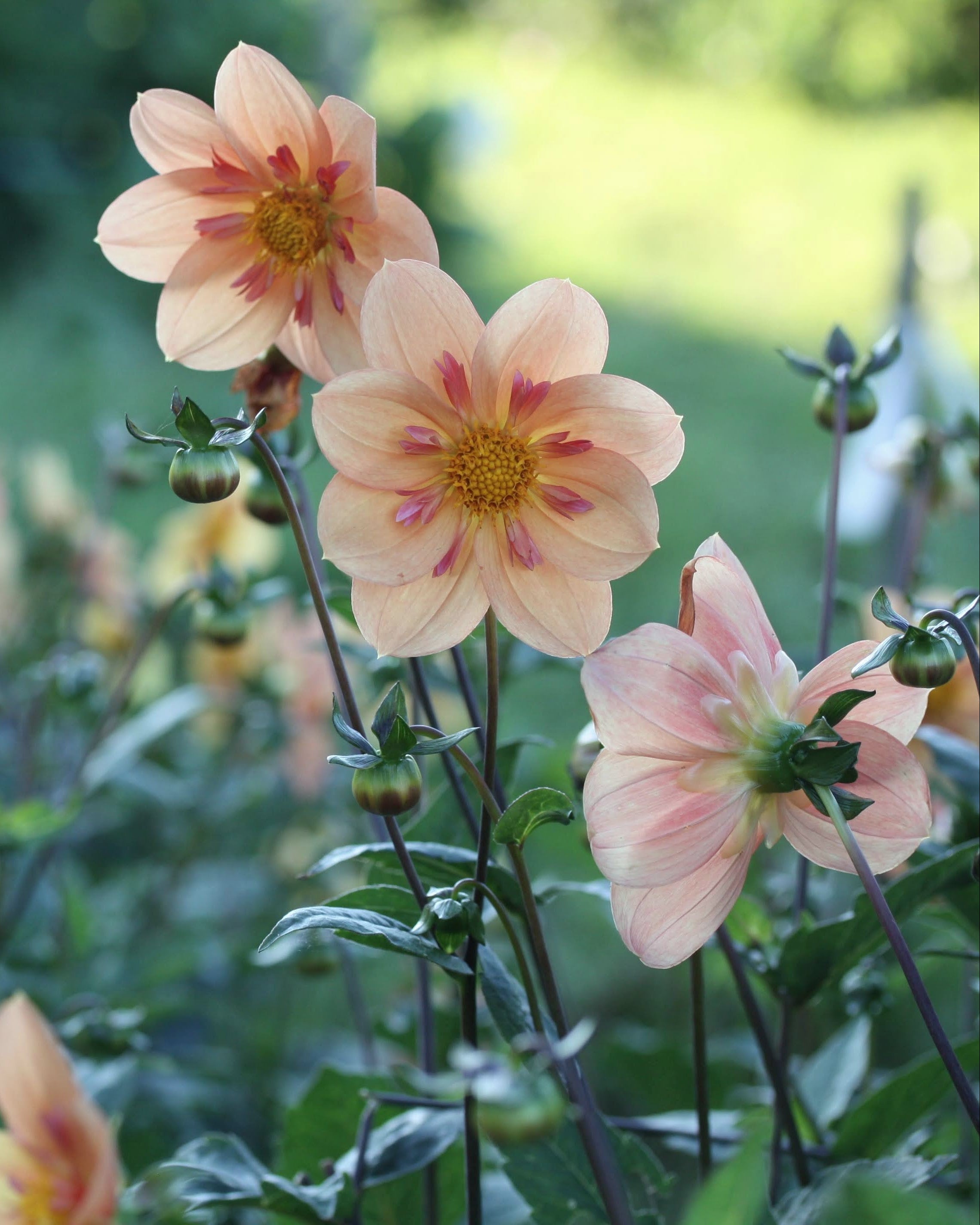 Georgine Kelsey Annie Joy collarette-georgine med karakteristisk gyllen farge