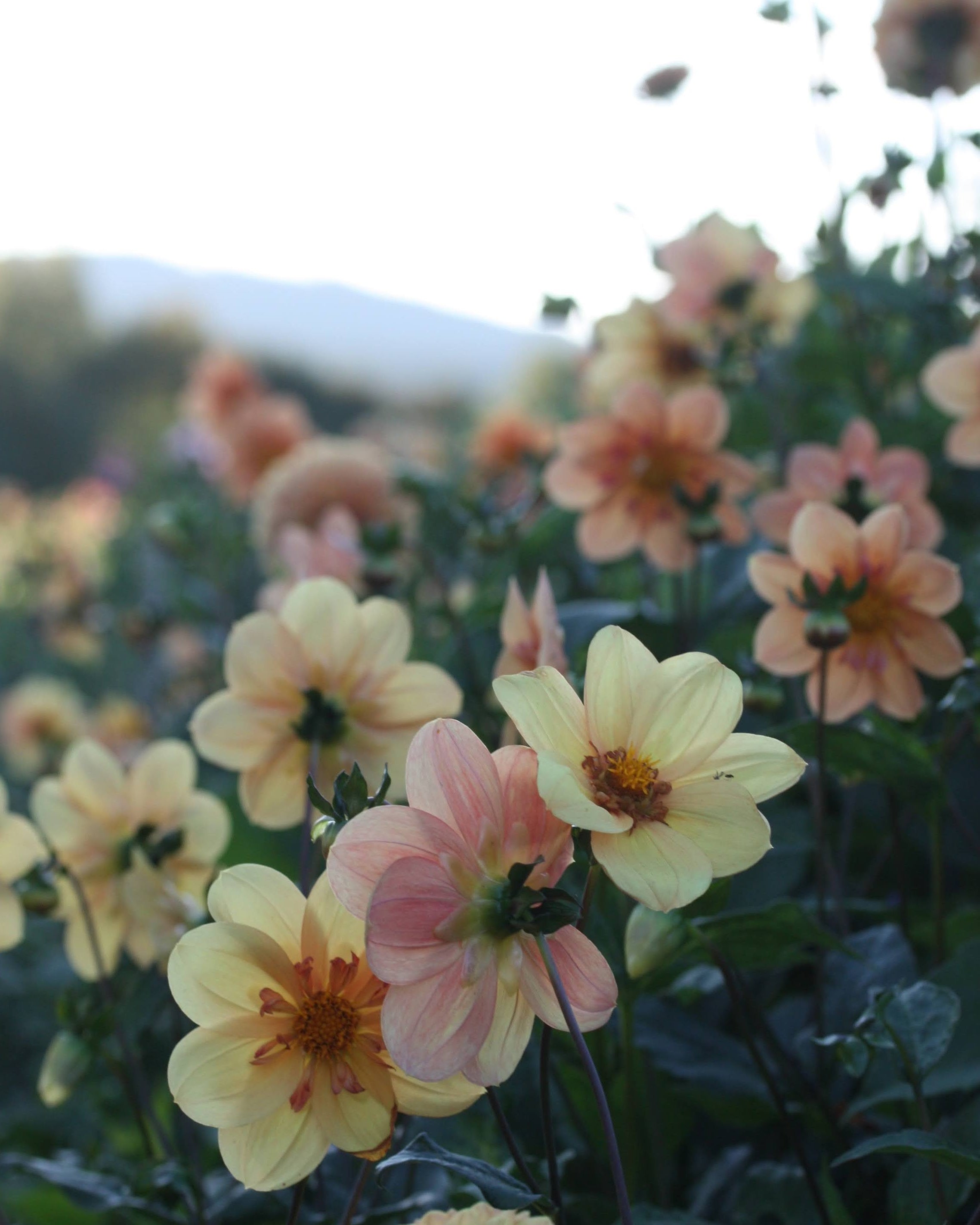 Georgine Kelsey Annie Joy med gyllen collarette-blomst