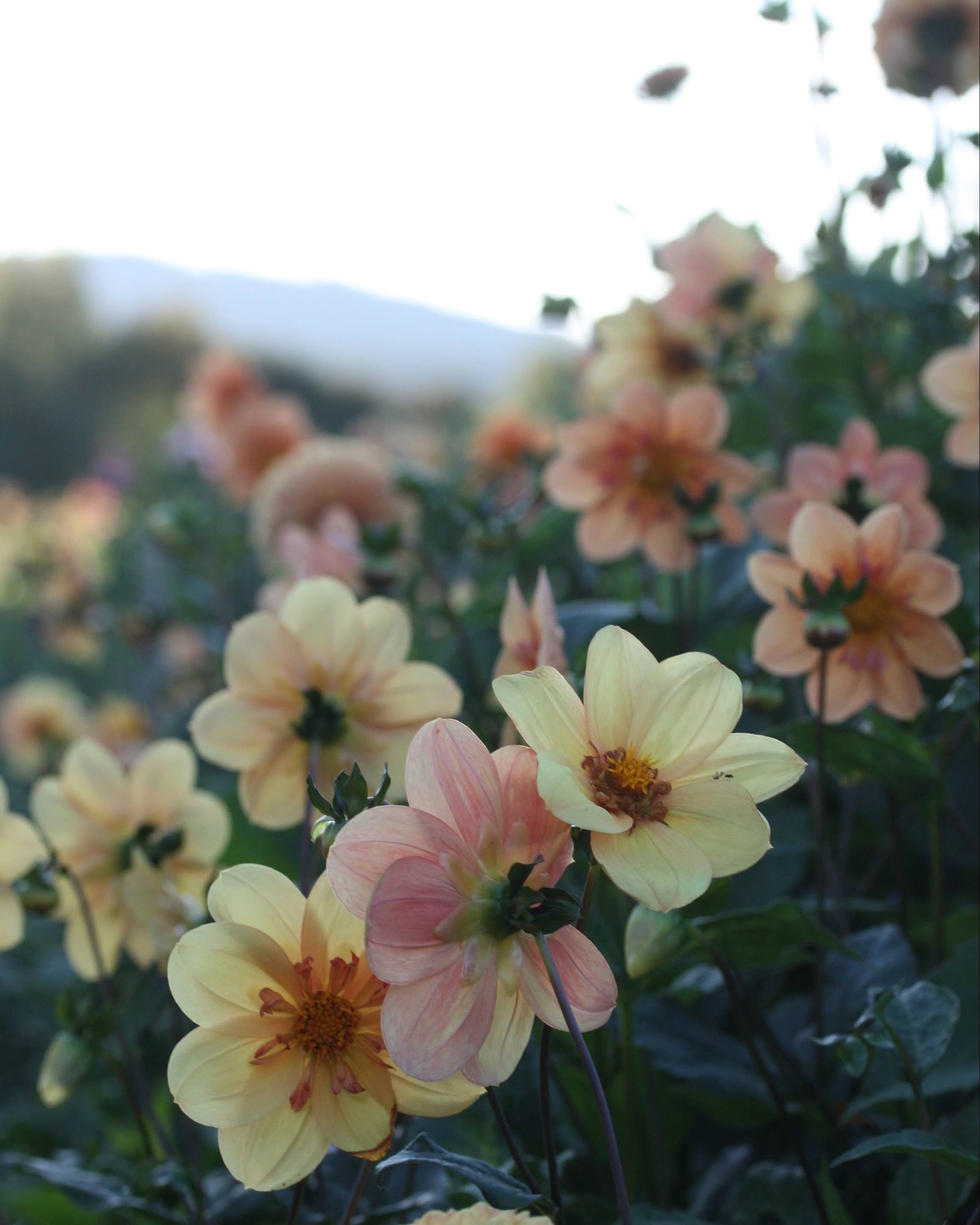 Georgine Kelsey Annie Joy med gyllen collarette-blomst