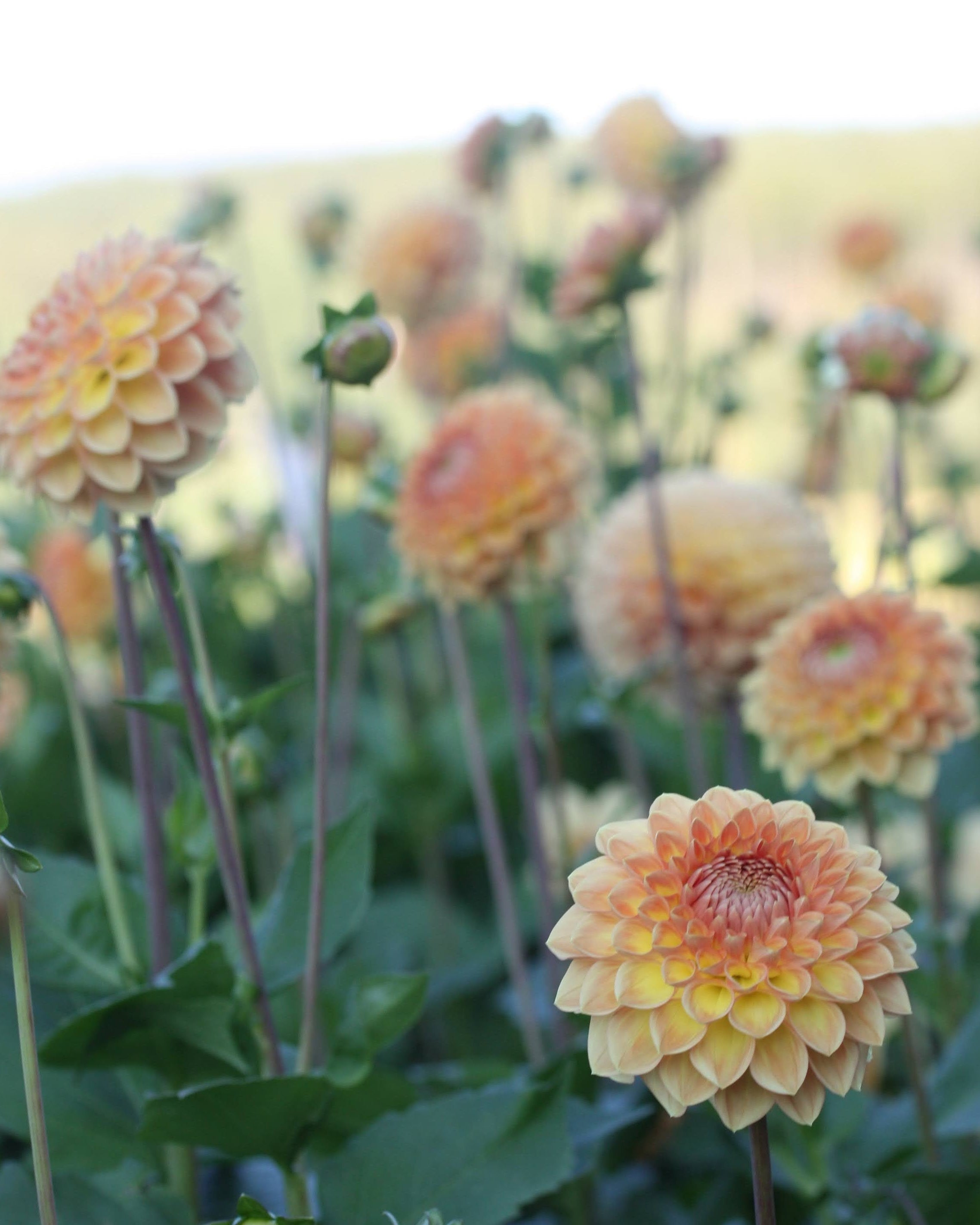 Blyton Softer Gleam georgine - ytterligere bilde av blomstens farger og detaljer