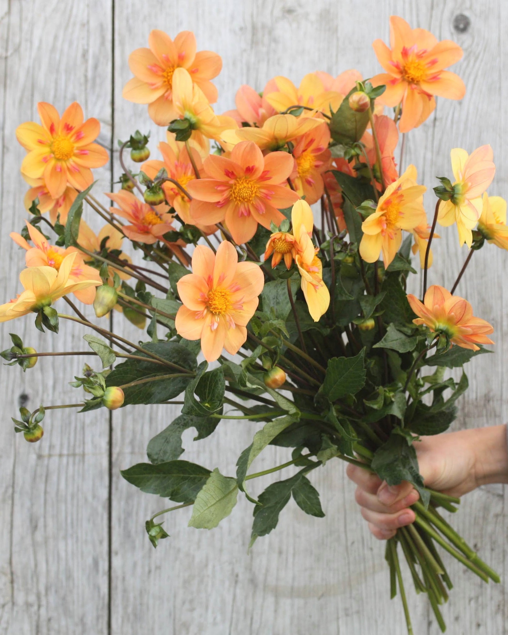 Kelsey Annie Joy georgine med elegant gyllen collarette-blomst