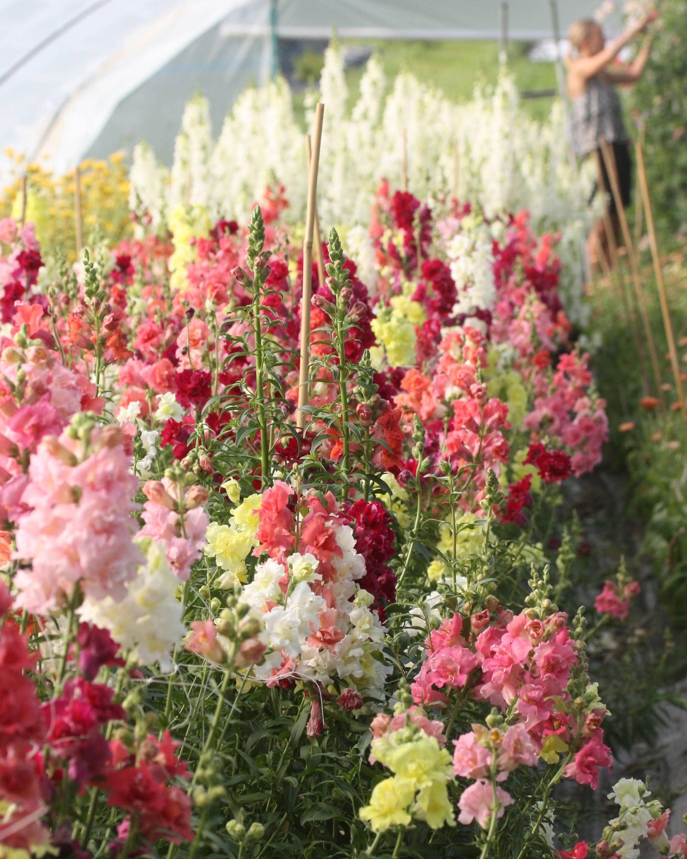 Løvemunn Madam Butterfly miks - blomstrende løvemunn i hagen med blandede farger