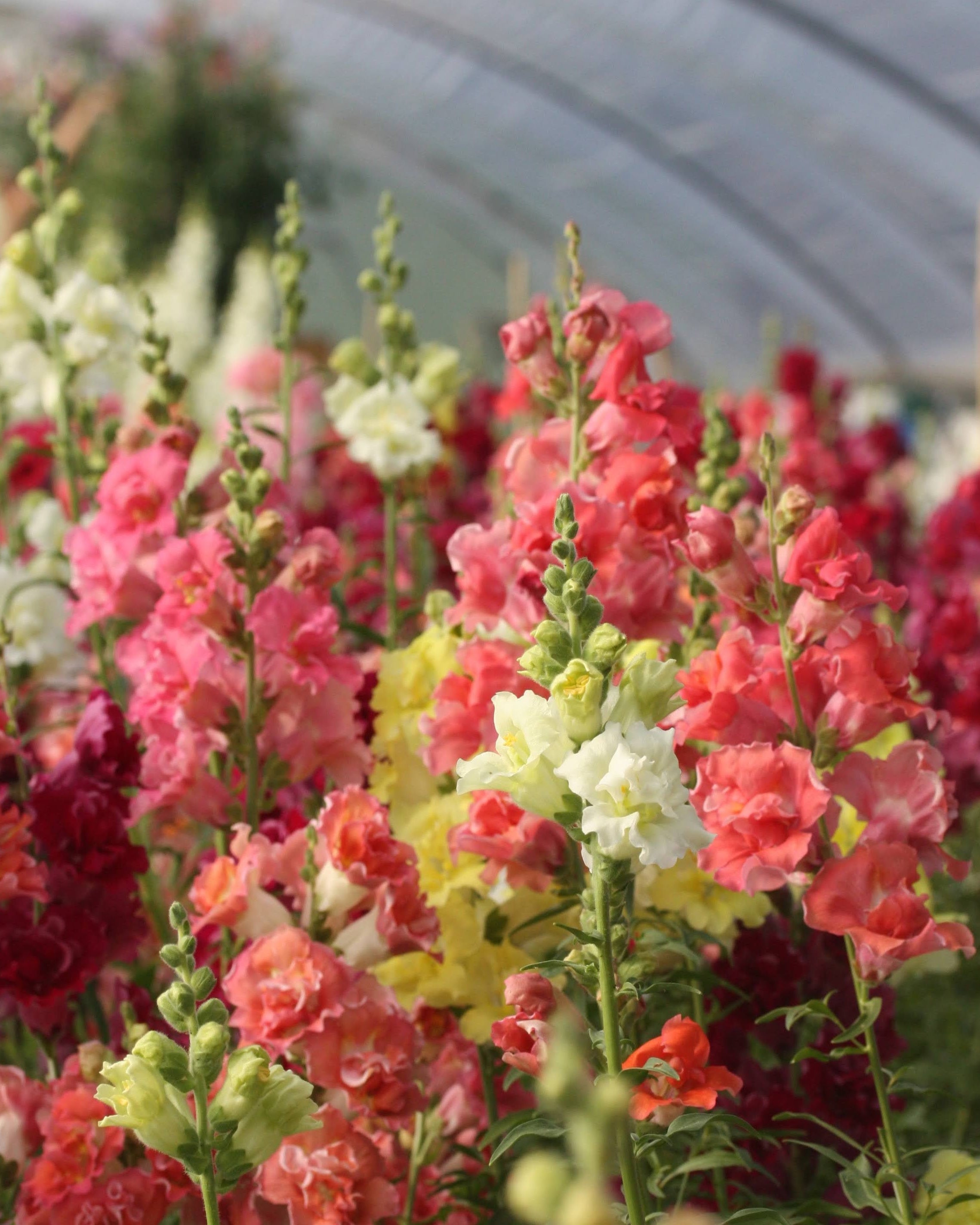 Løvemunn Madam Butterfly miks - fargerik blomstring av fylte løvemunnblomster