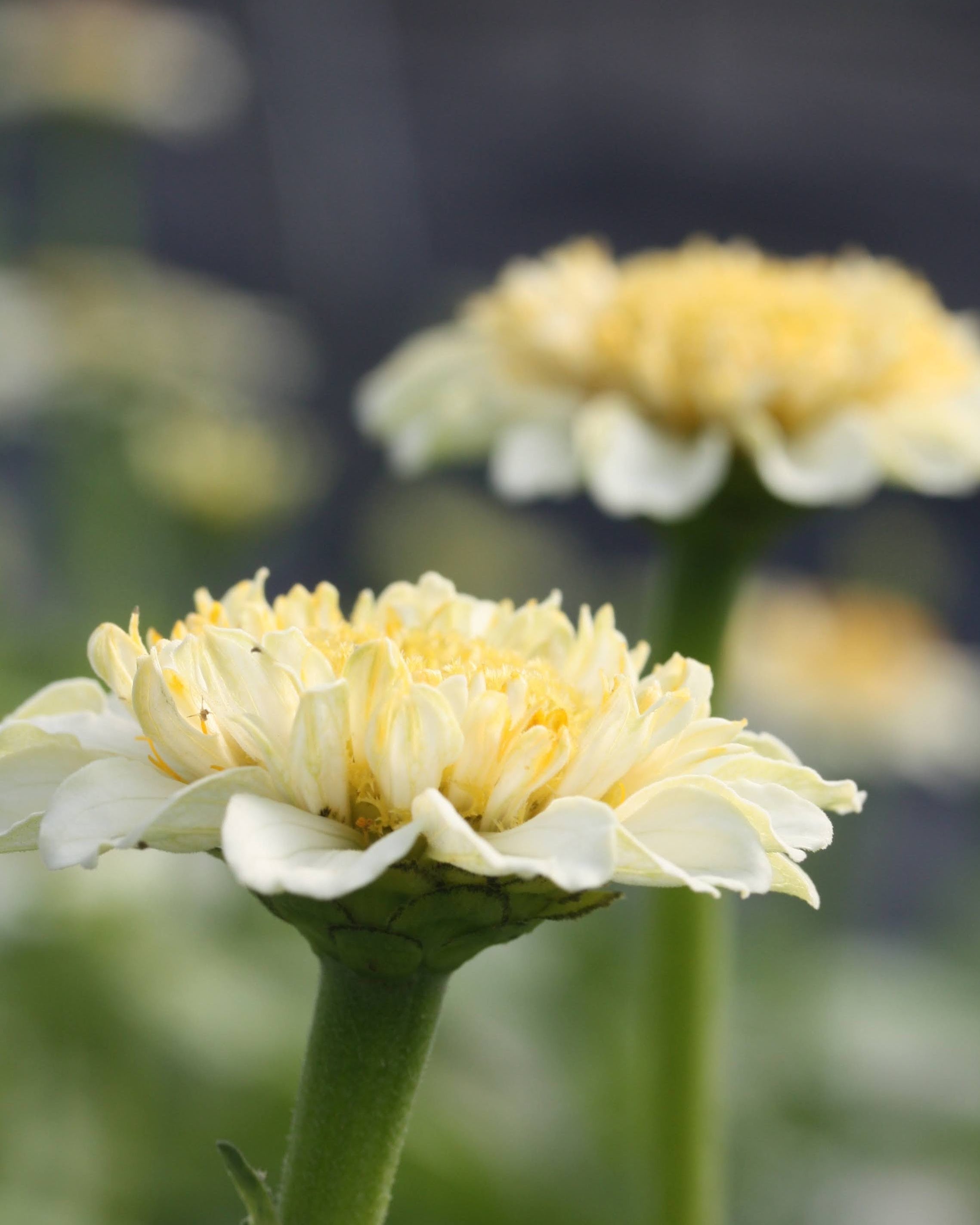 Zinnia Zinderella White i varme kremfarger med zinniagule griffler i sentrum