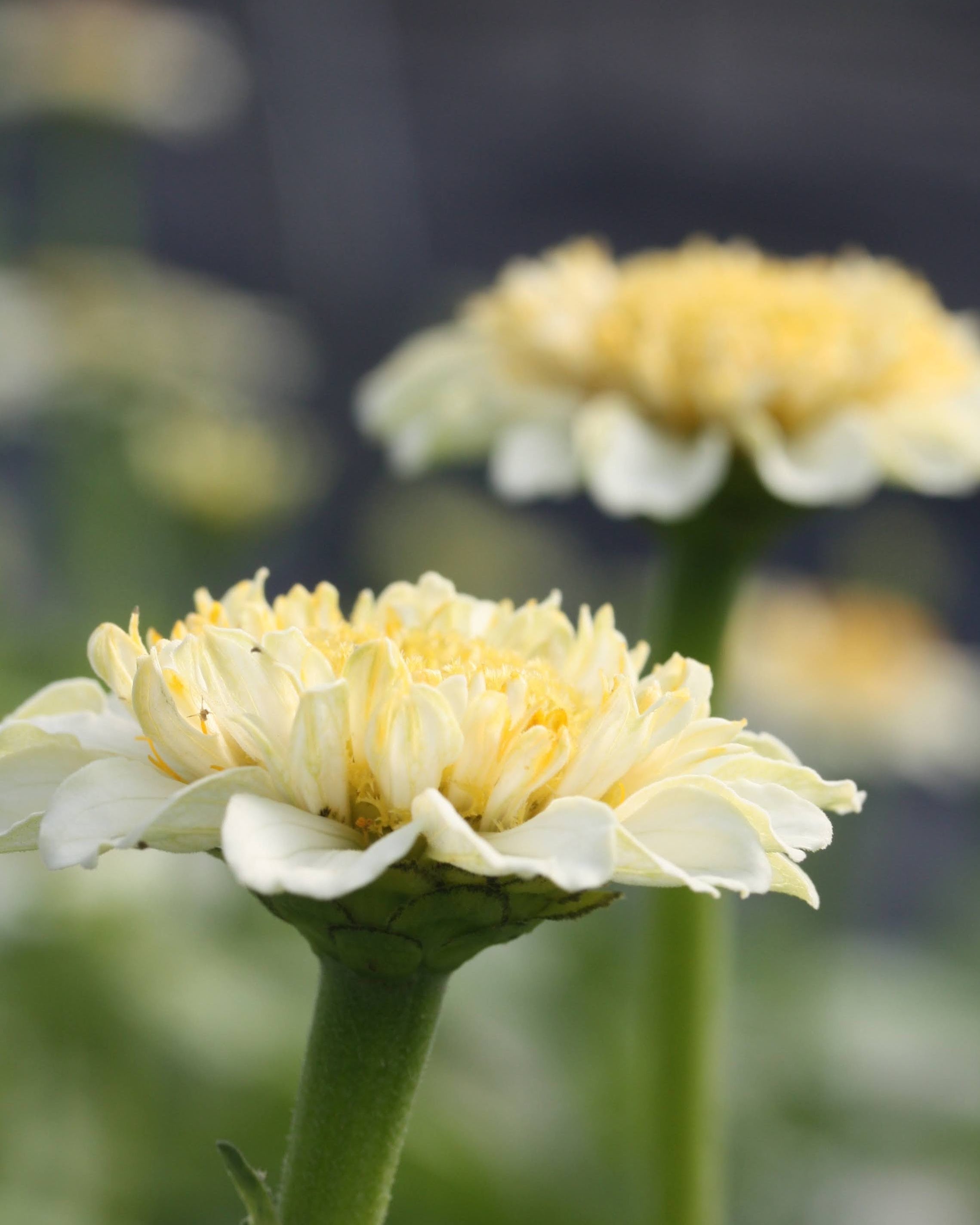 Zinnia Zinderella White i varme kremfarger med zinniagule griffler i sentrum