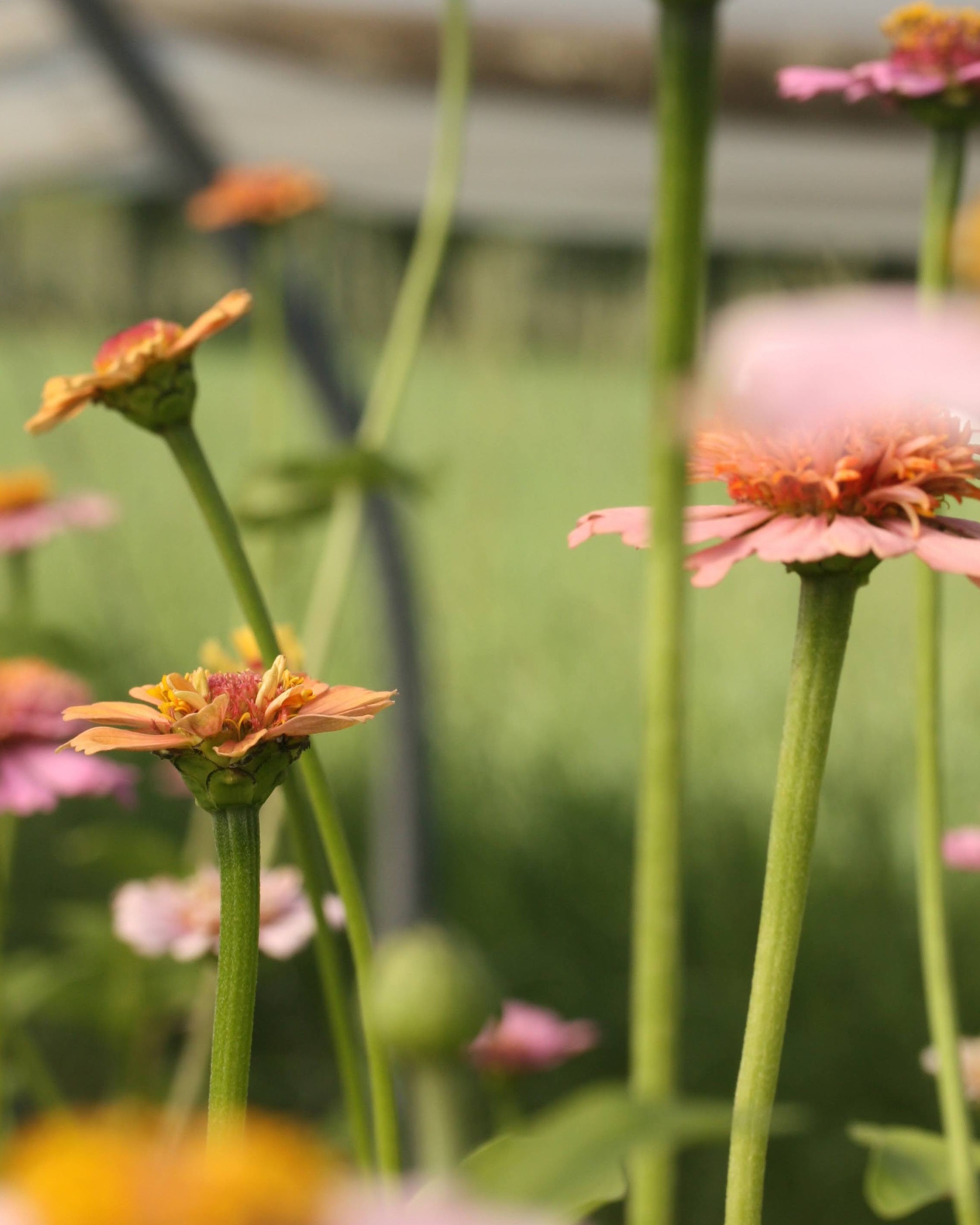 Zinnia Cresto Peachy Pink i aprikos og rosa perfekt til lette buketter
