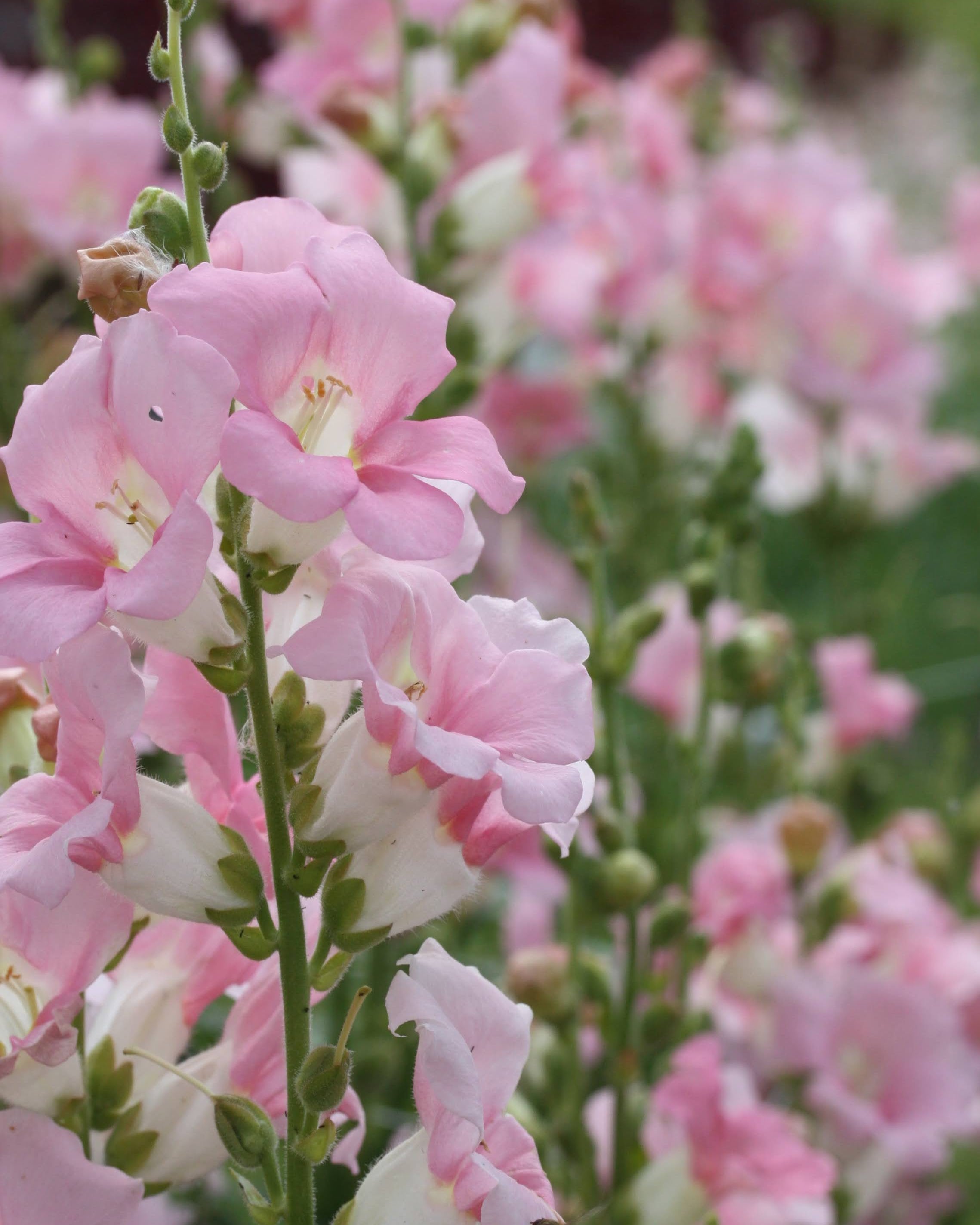 Løvemunn Chantilly Light Pink - bukett av lyserosa løvemunn i vase