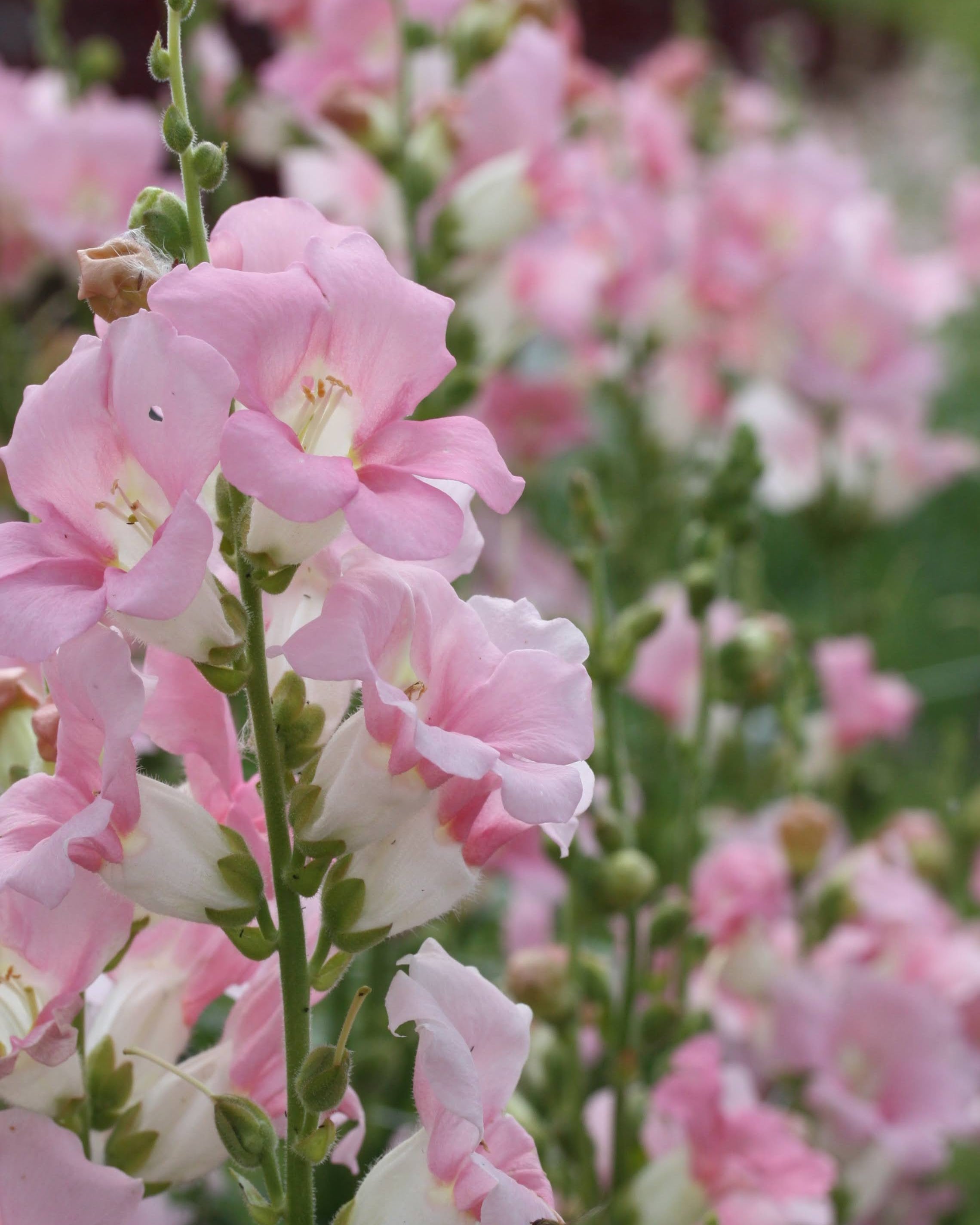 Løvemunn Chantilly Light Pink - bukett av lyserosa løvemunn i vase