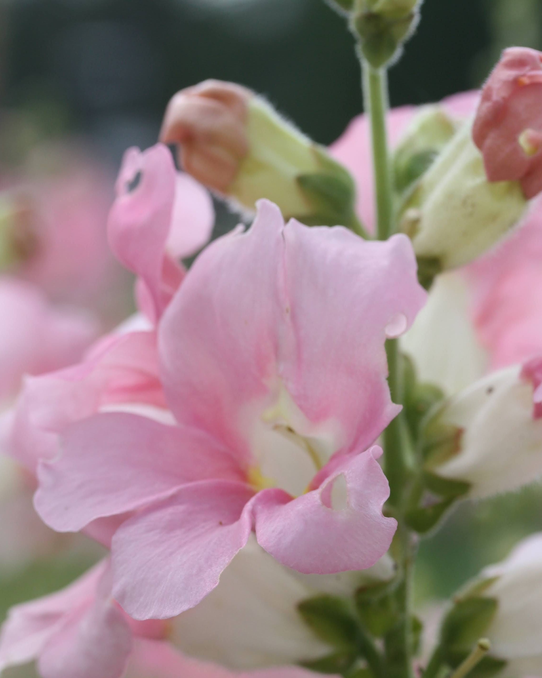 Løvemunn Chantilly Light Pink - nærbilde av myke lyserosa blomster på stengel