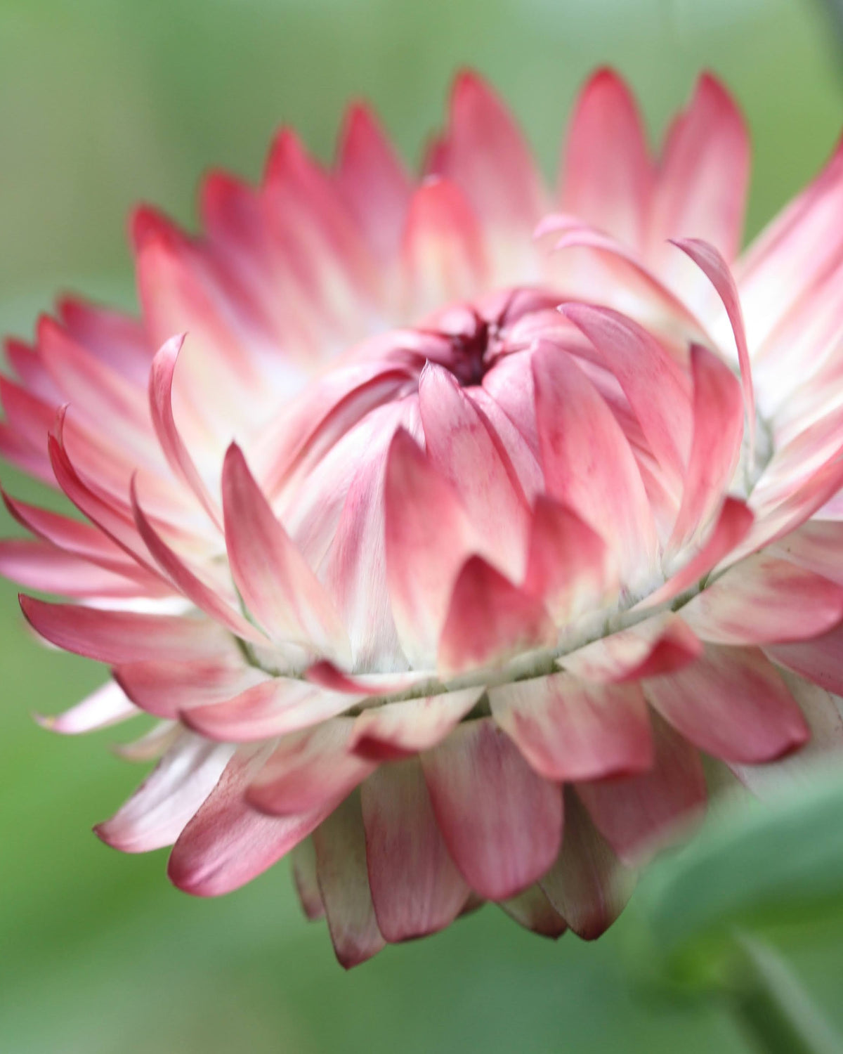 Høststråblomst Salmon Rose – fersk eller tørket sommerblomst med karakteristiske papirtynne kronblader i rosa og fersken