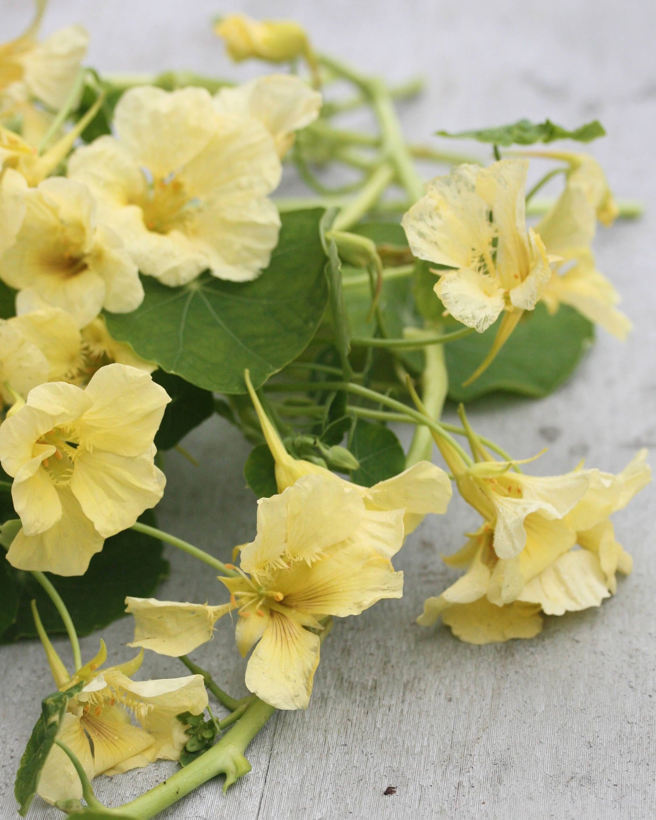 Blomkarse Milkmaid i naturlig vokseplass med frodig grønt løv