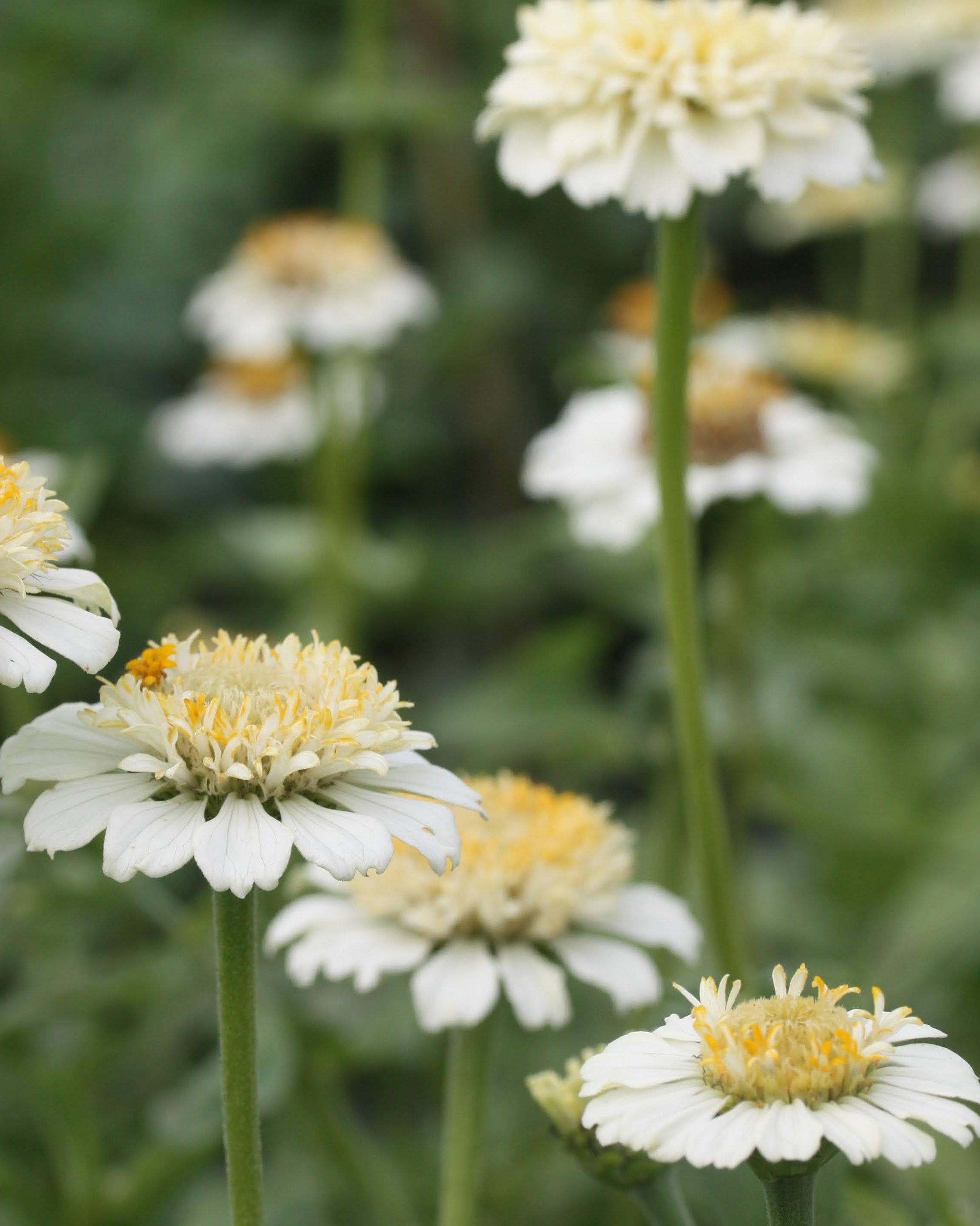 Zinnia Zinderella White blomster med klassiske gule griffler og elfenbenshvite kronblad