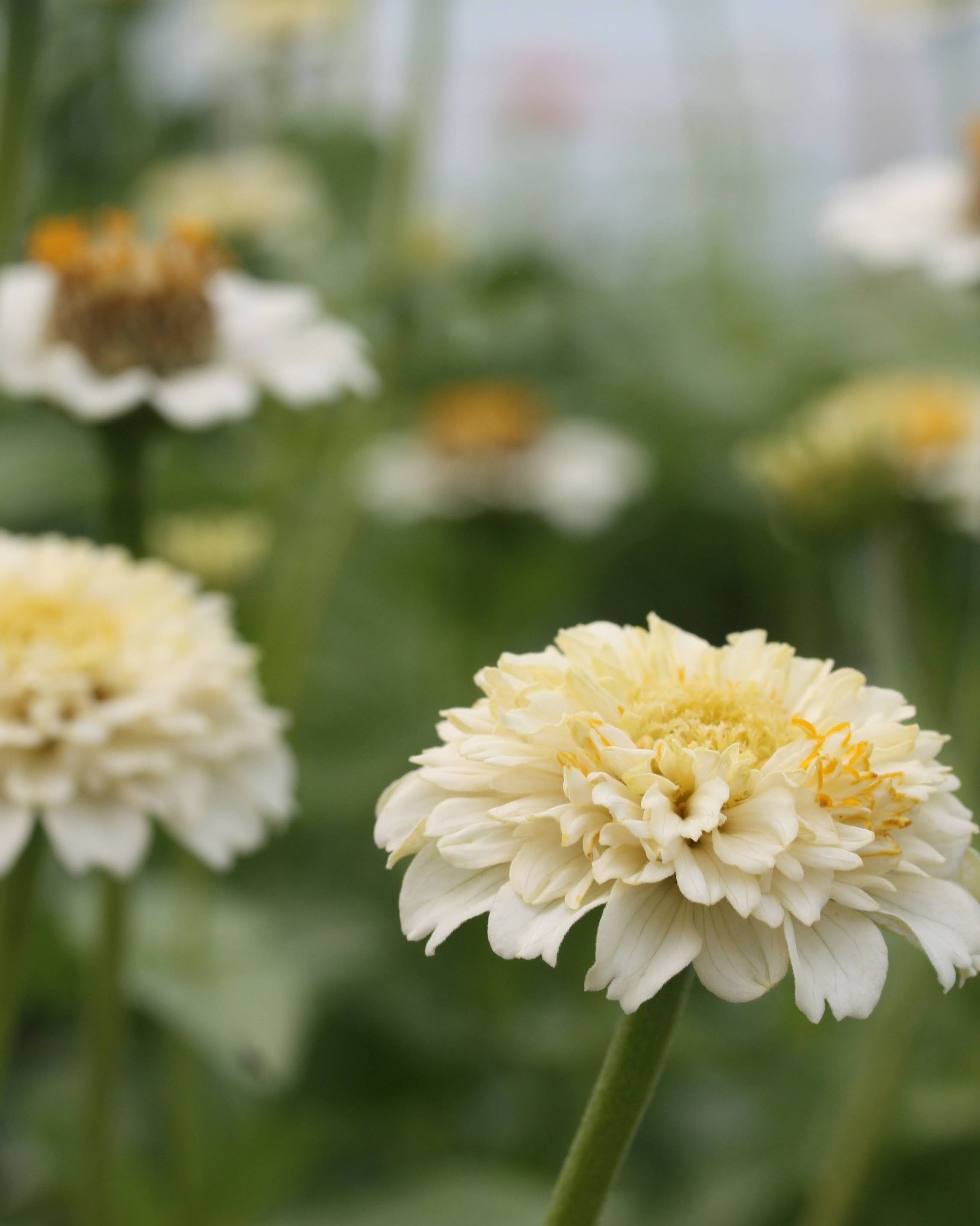 Zinnia Zinderella White med myke overganger i elfenben og kremtoner
