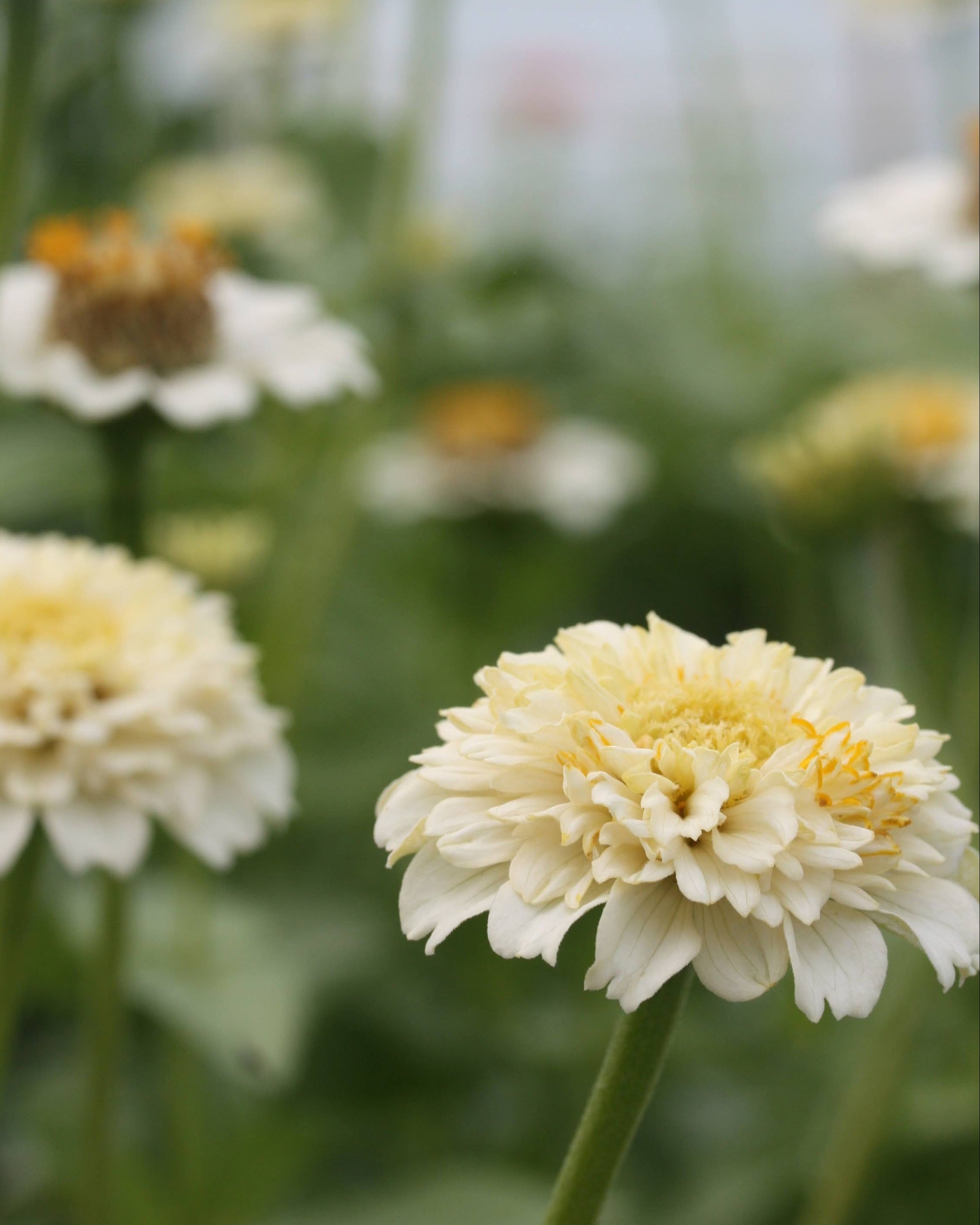 Zinnia Zinderella White med myke overganger i elfenben og kremtoner