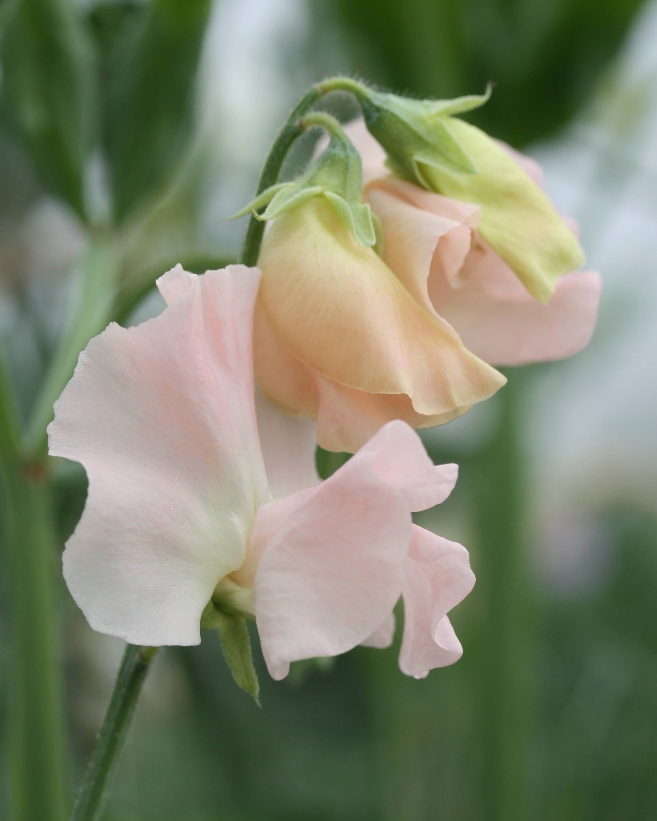 Erteblomst Castlewellan med karakteristisk lys korall blomst i nærbilde