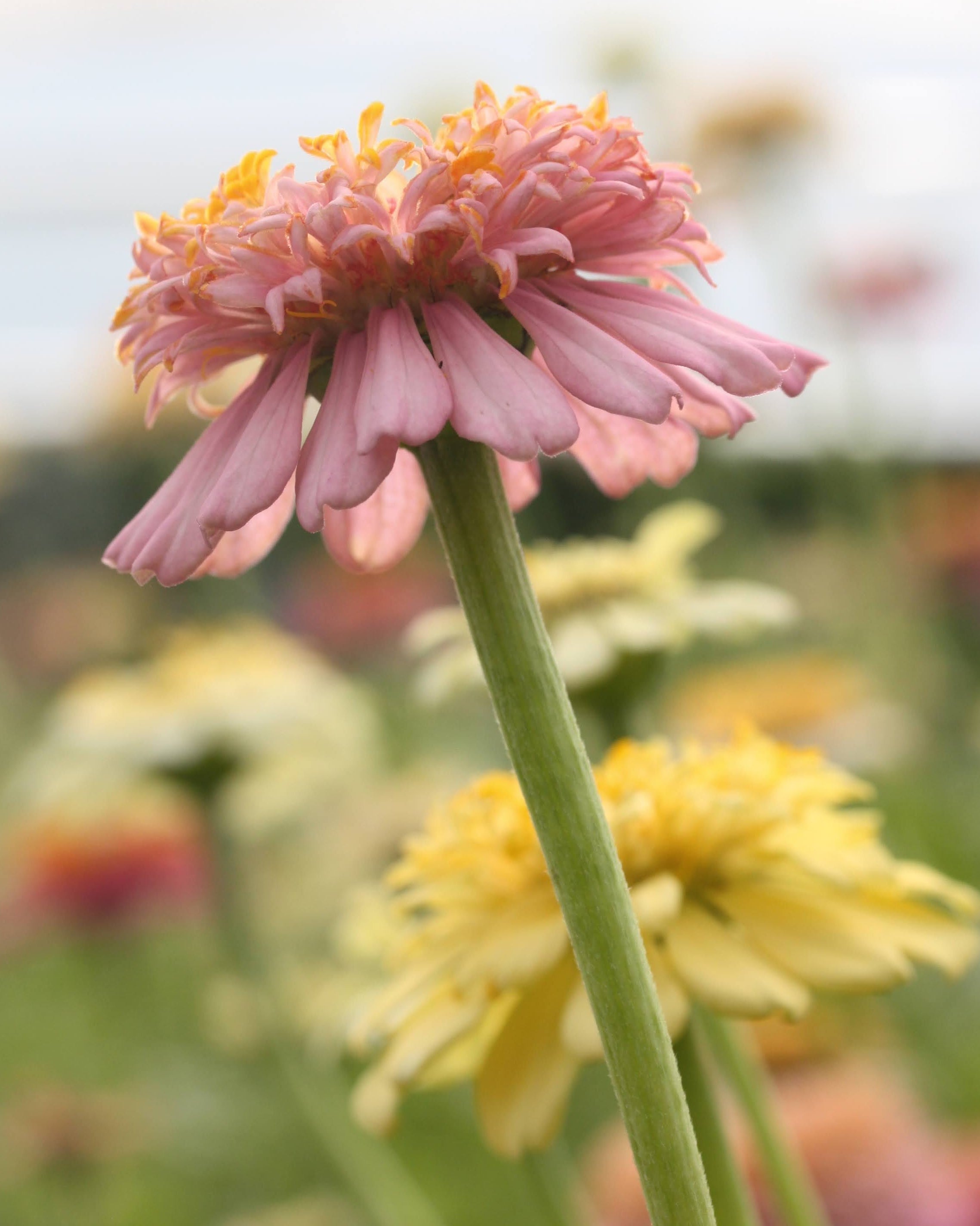 Zinnia Peaches & Cream i varme krem- og lysegule toner